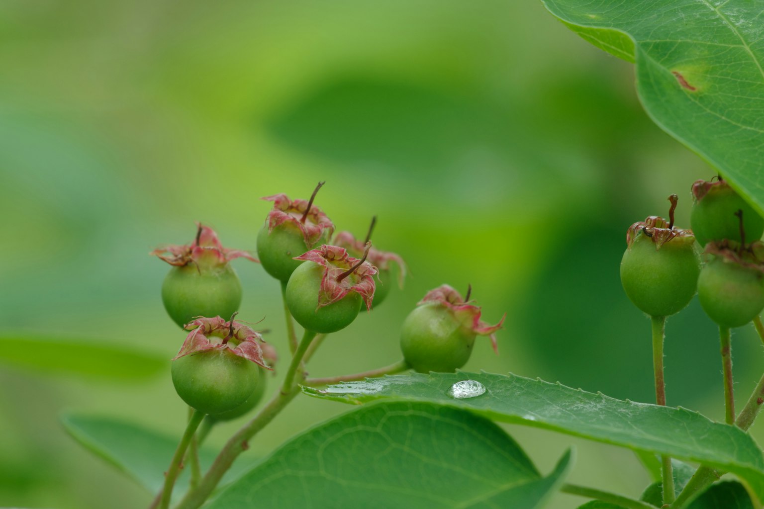 Nahaufnahme von grünen Beeren mit rosa Blütenresten an einer Pflanze