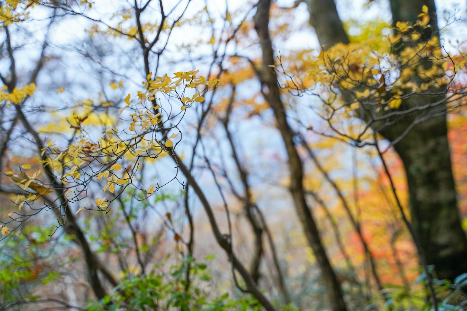 Sanftes Licht in einem Herbstwald mit bunten Blättern