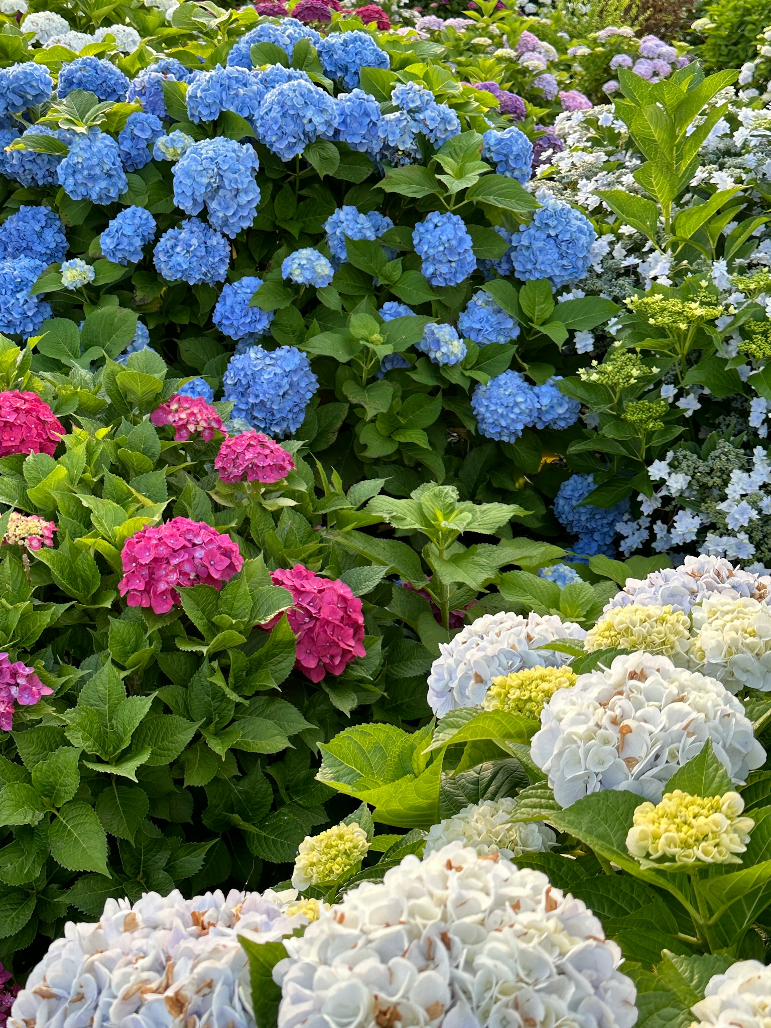 一个充满活力的花园，盛开着蓝色绣球花和粉色花朵