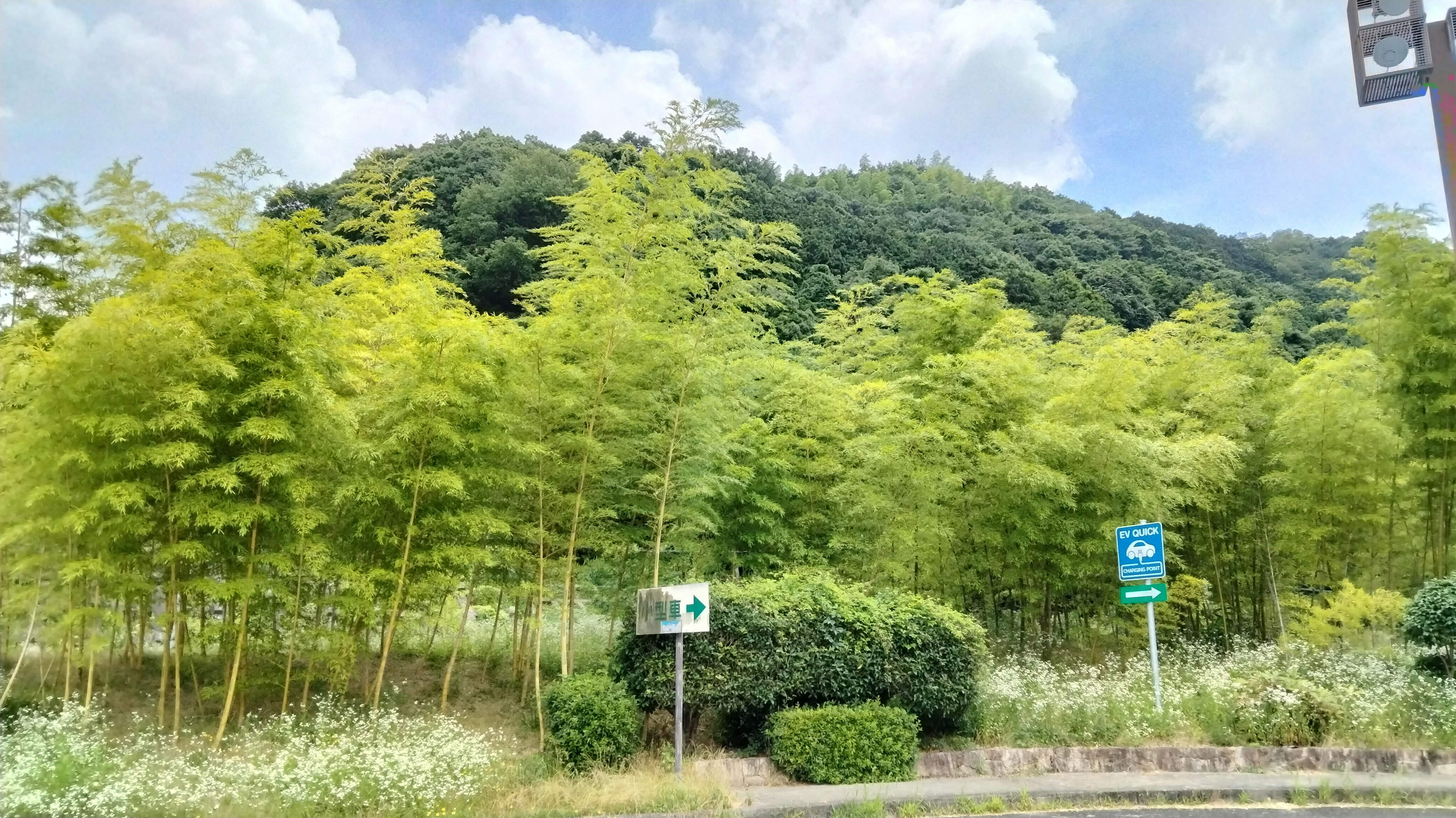 緑の竹林と遊歩道のある自然の小道