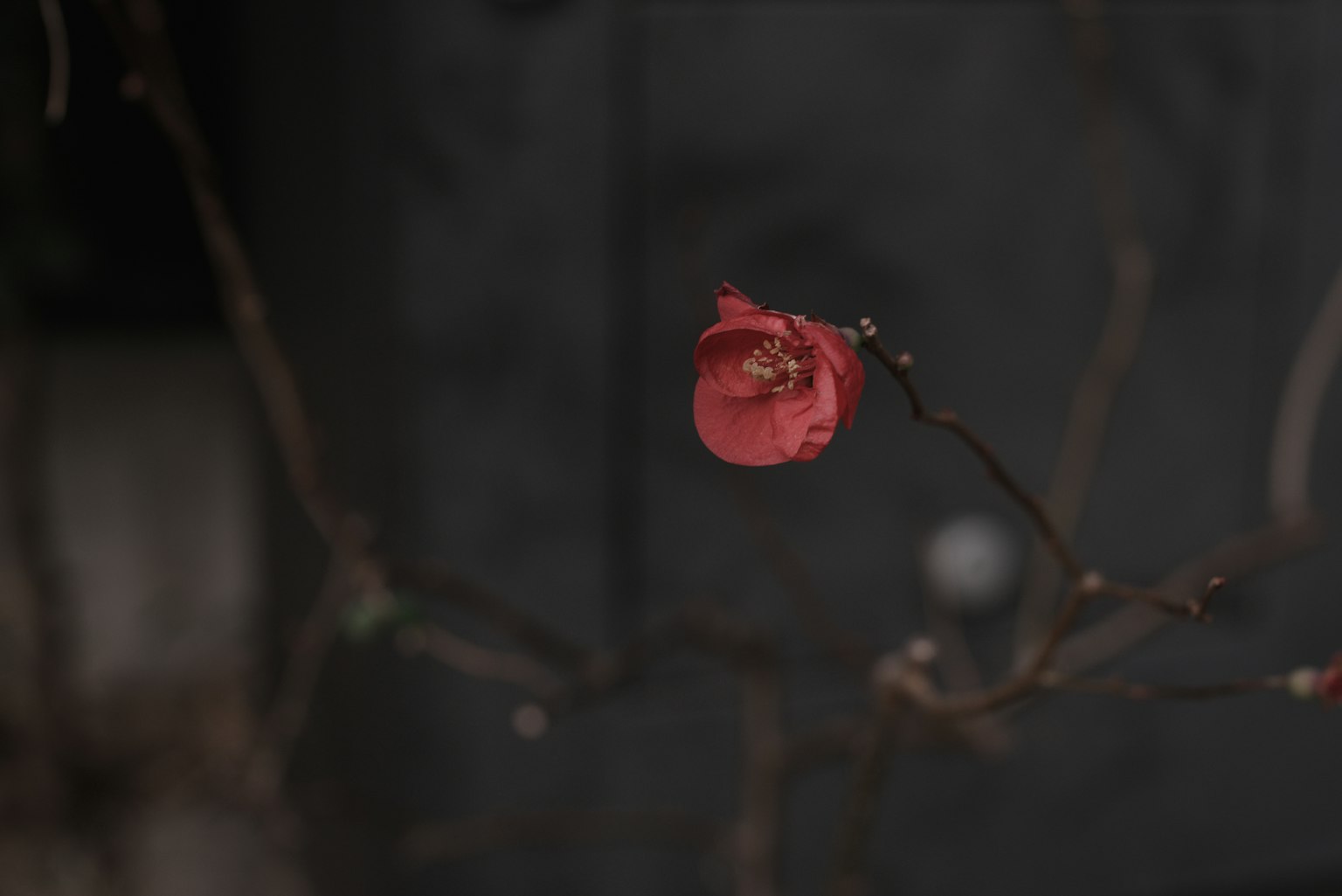 黑色背景上盛开的红花特写
