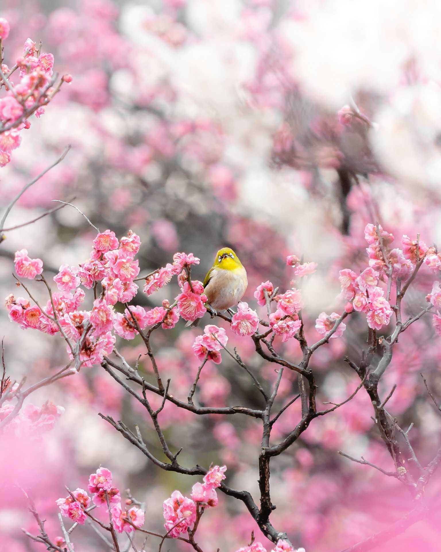 Un piccolo uccello giallo posato tra i fiori di ciliegio rosa