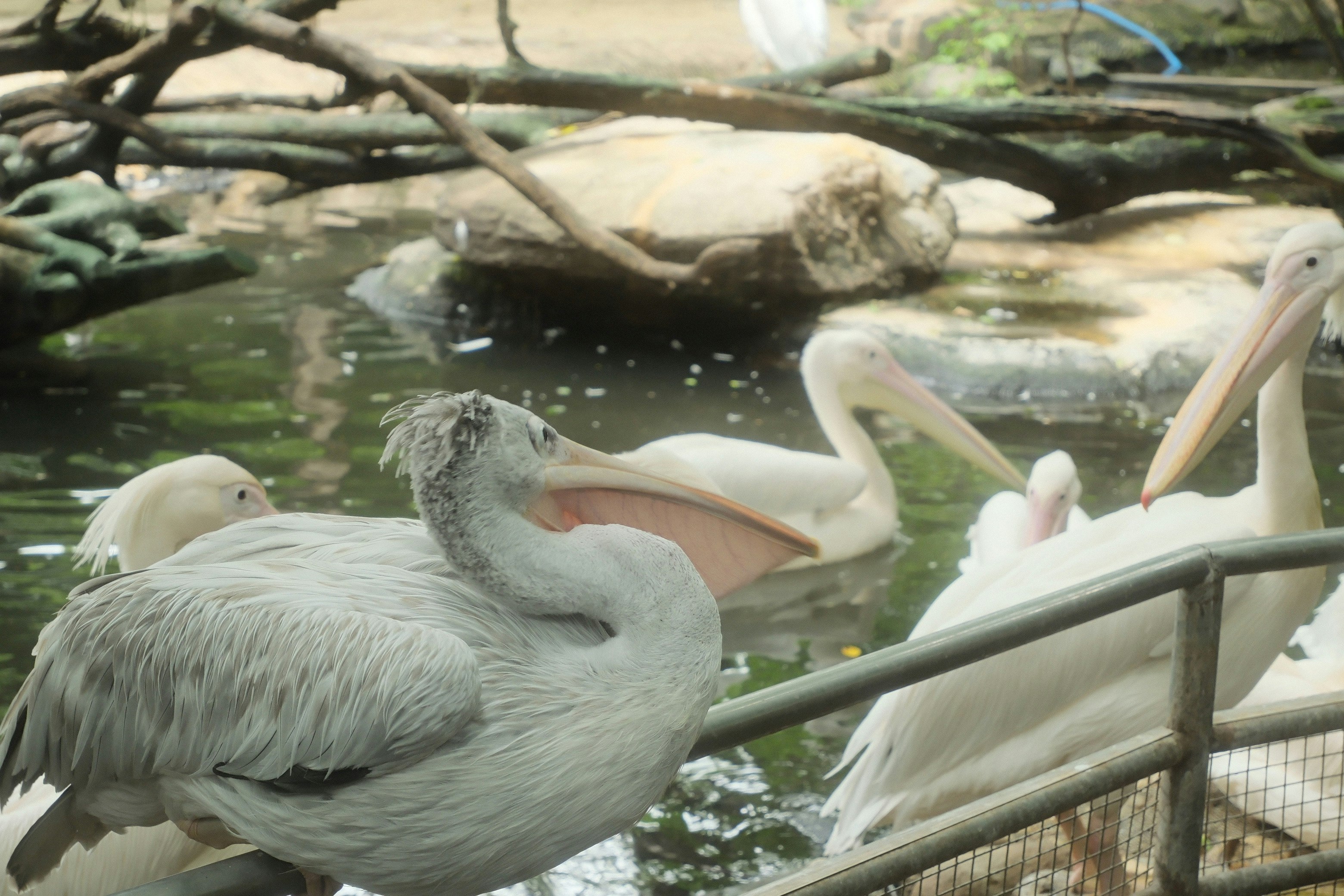 柵の前で水辺に集まるペリカン