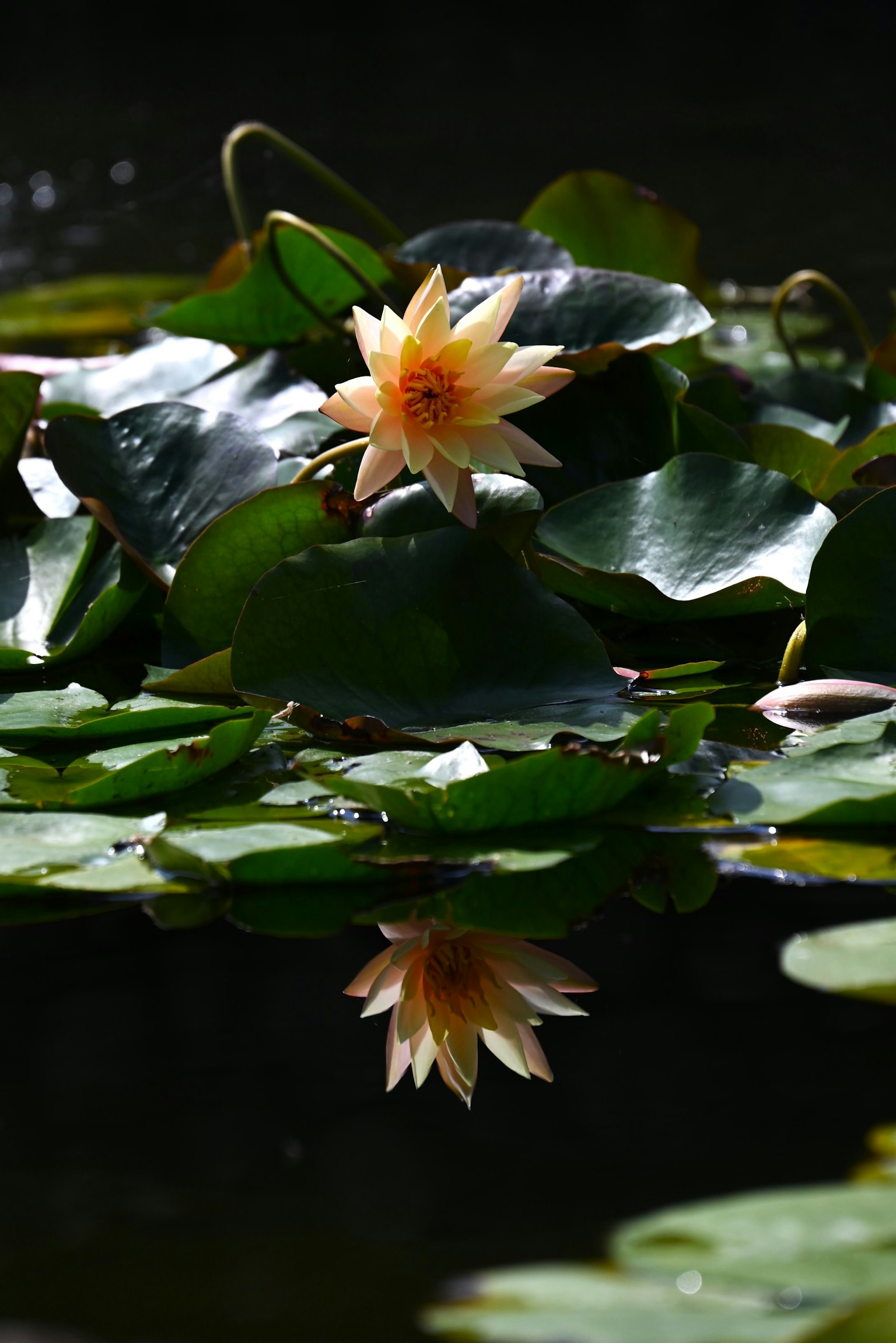 Bunga teratai dan daun mengapung di permukaan dengan refleksi