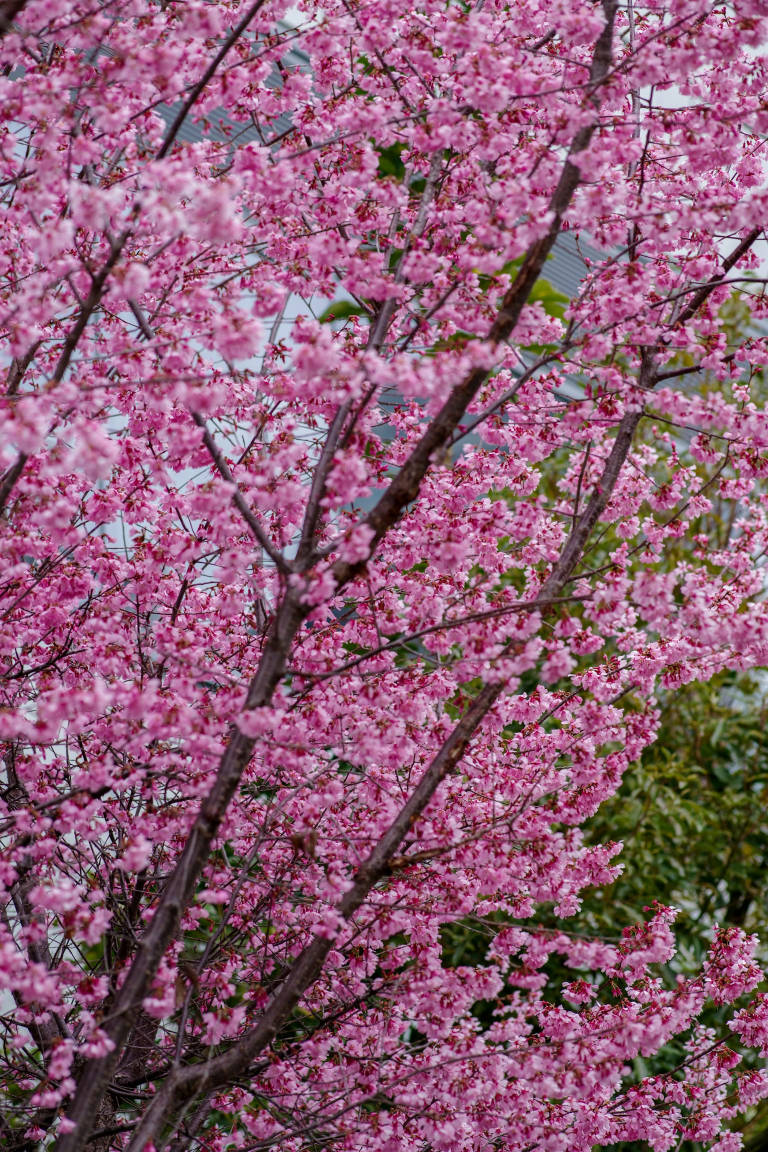 Branches d'un cerisier couvertes de fleurs roses vives