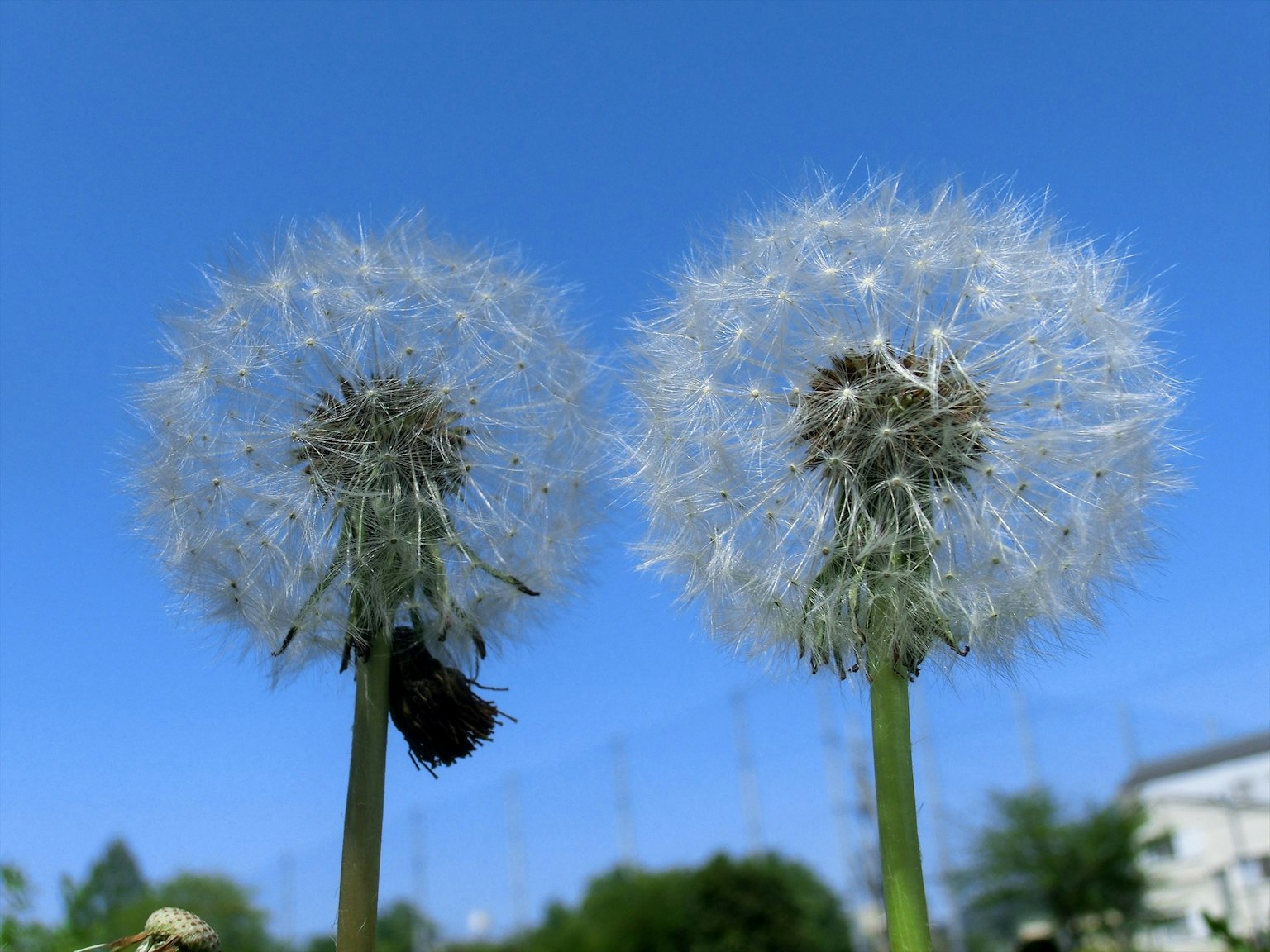 Deux têtes de graines de pissenlit sous un ciel bleu