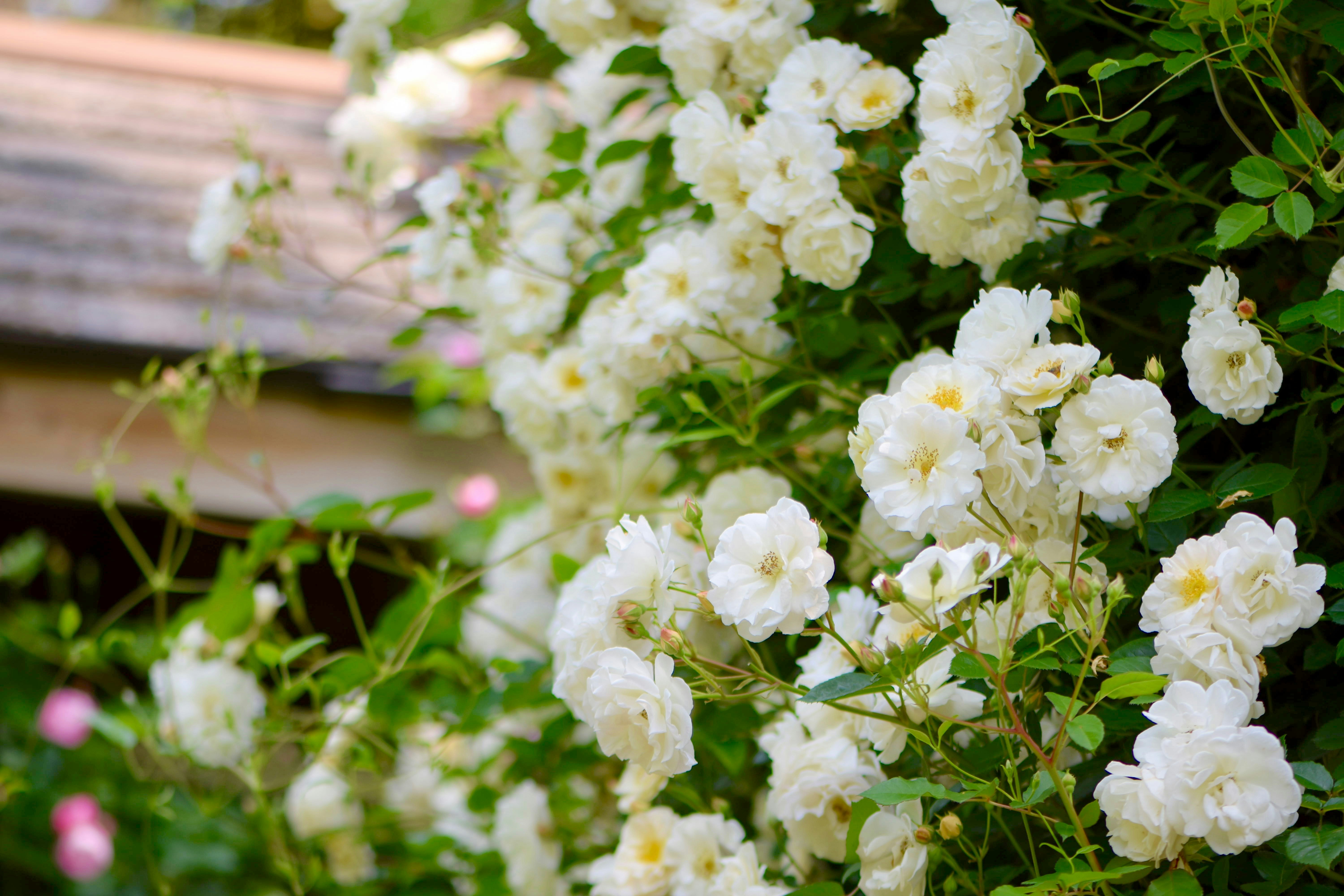 白いバラの花束のクローズアップ