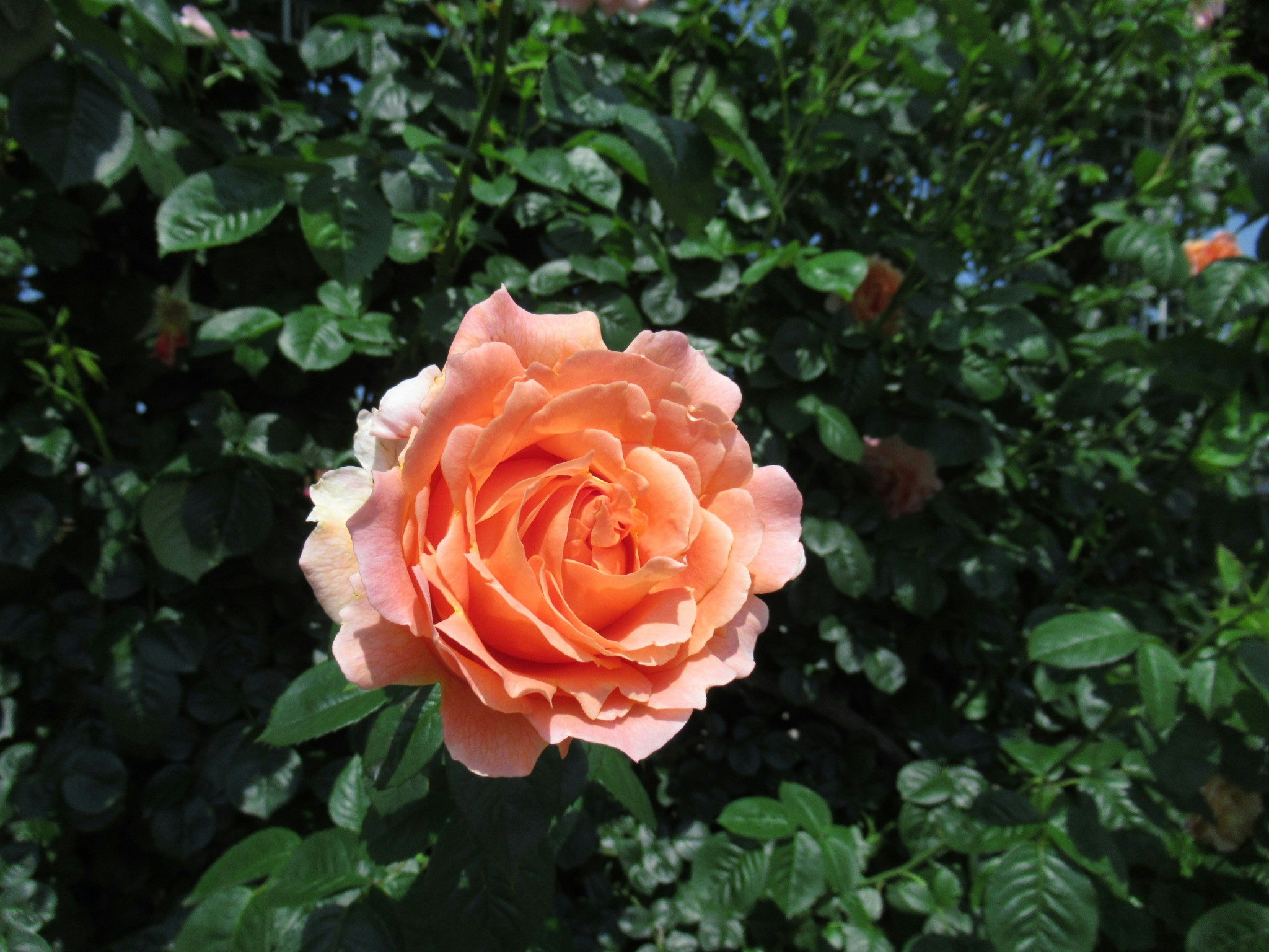 Orangefarbene Rosenblüte umgeben von grünen Blättern