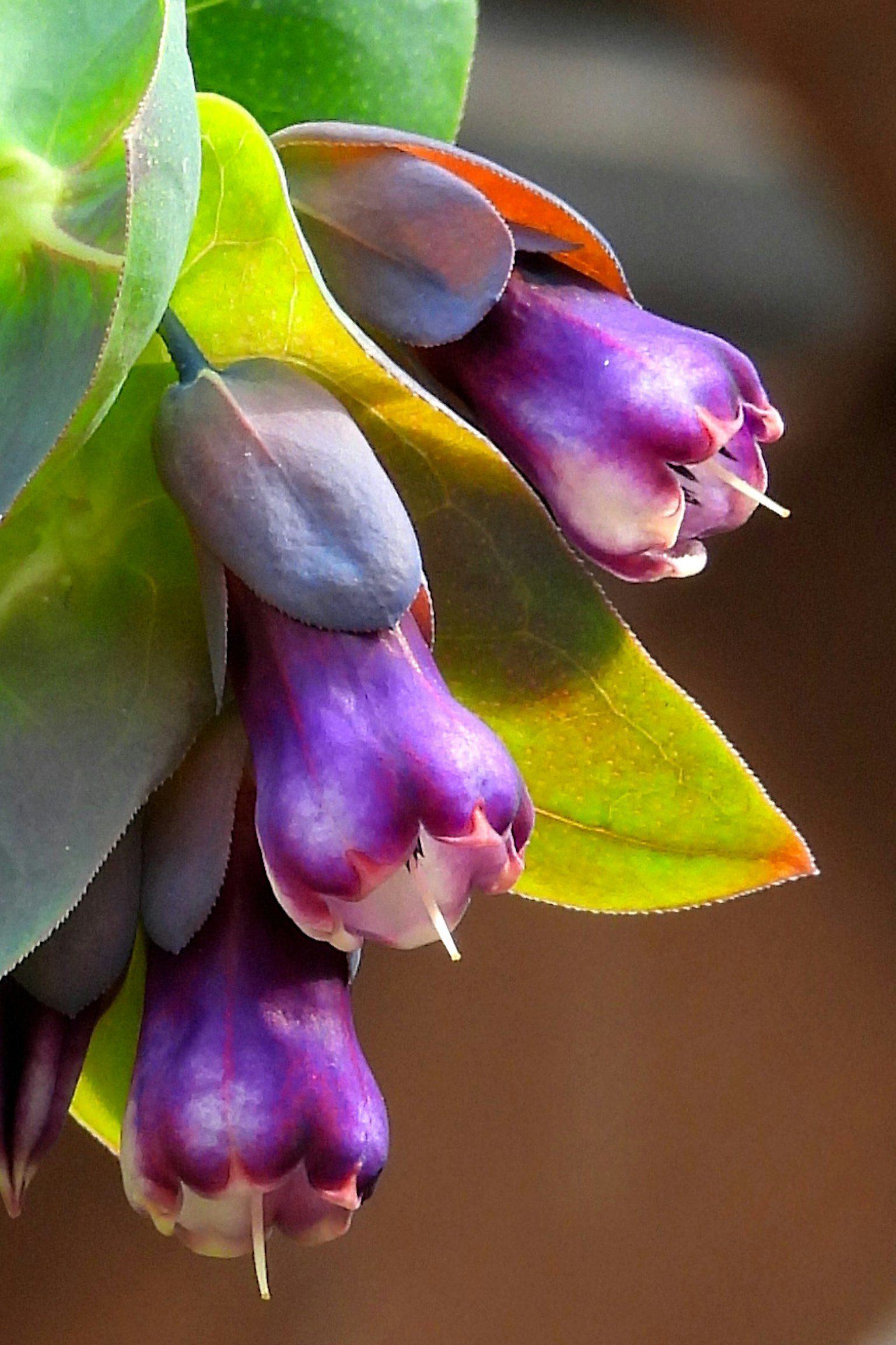 Cận cảnh của cây mọng nước với hoa màu tím