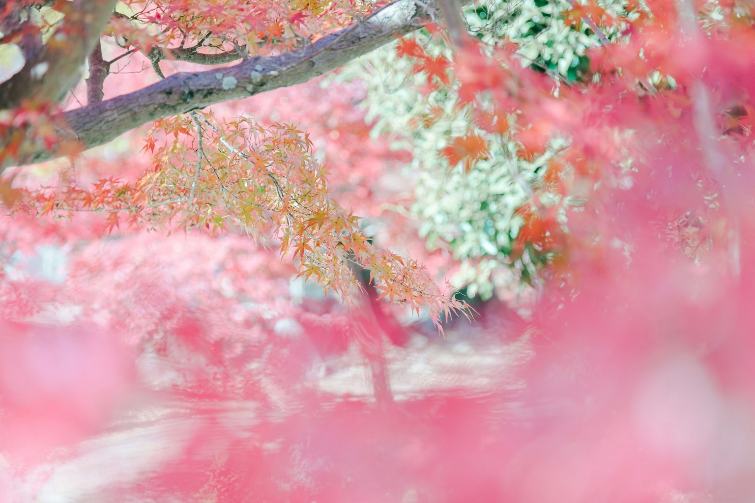 柔和的粉紅色樹葉風景