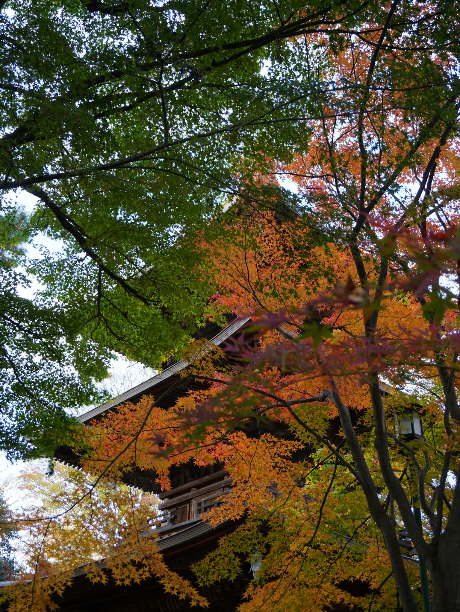 色とりどりの紅葉に囲まれた伝統的な日本の建物