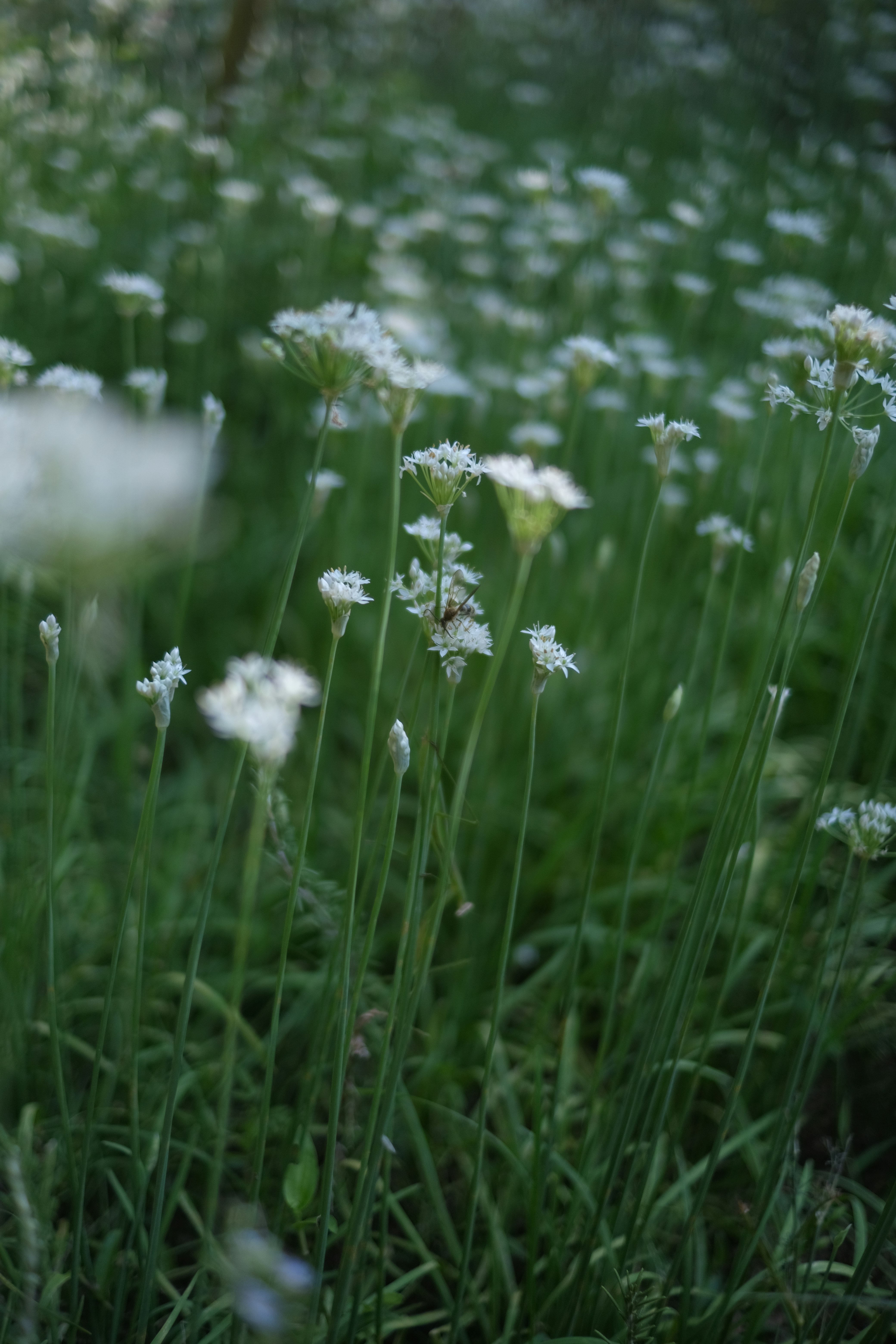 close-up of small flowers in a grassy field