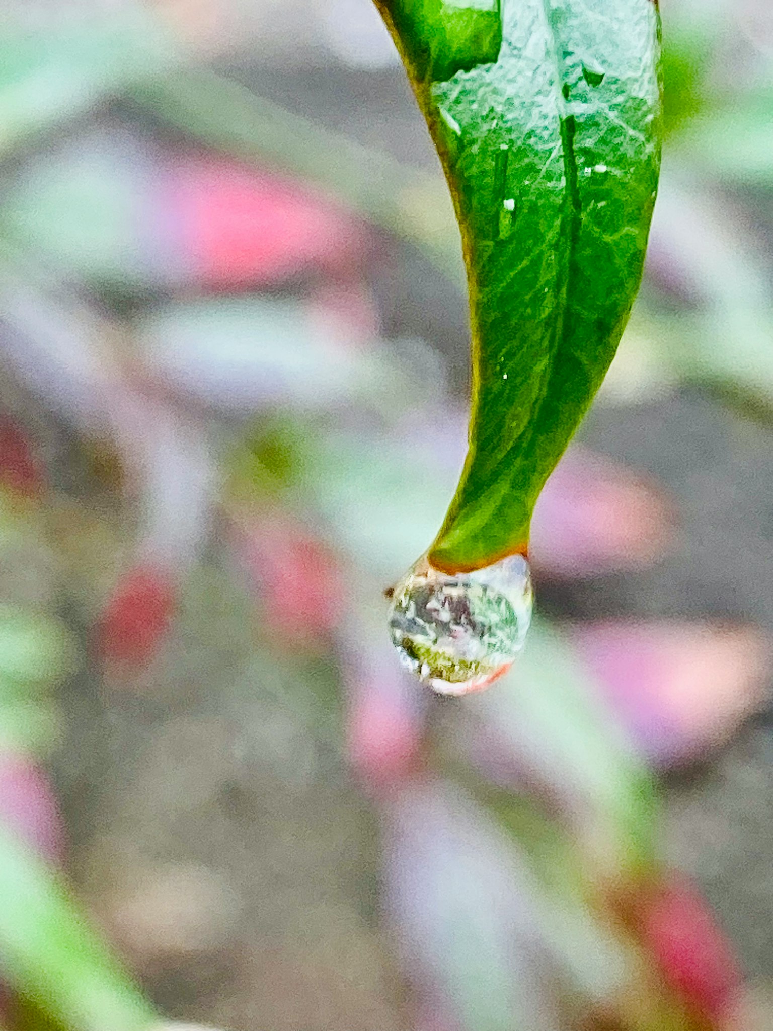 Nahaufnahme eines Wassertropfens, der an der Spitze eines grünen Blattes hängt