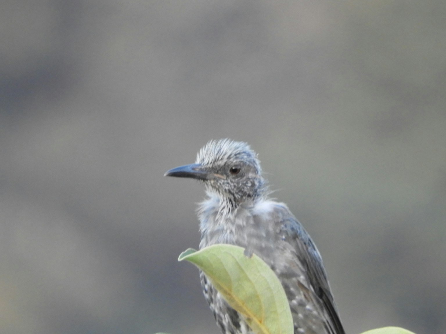 Seekor burung abu-abu kecil bertengger di atas daun