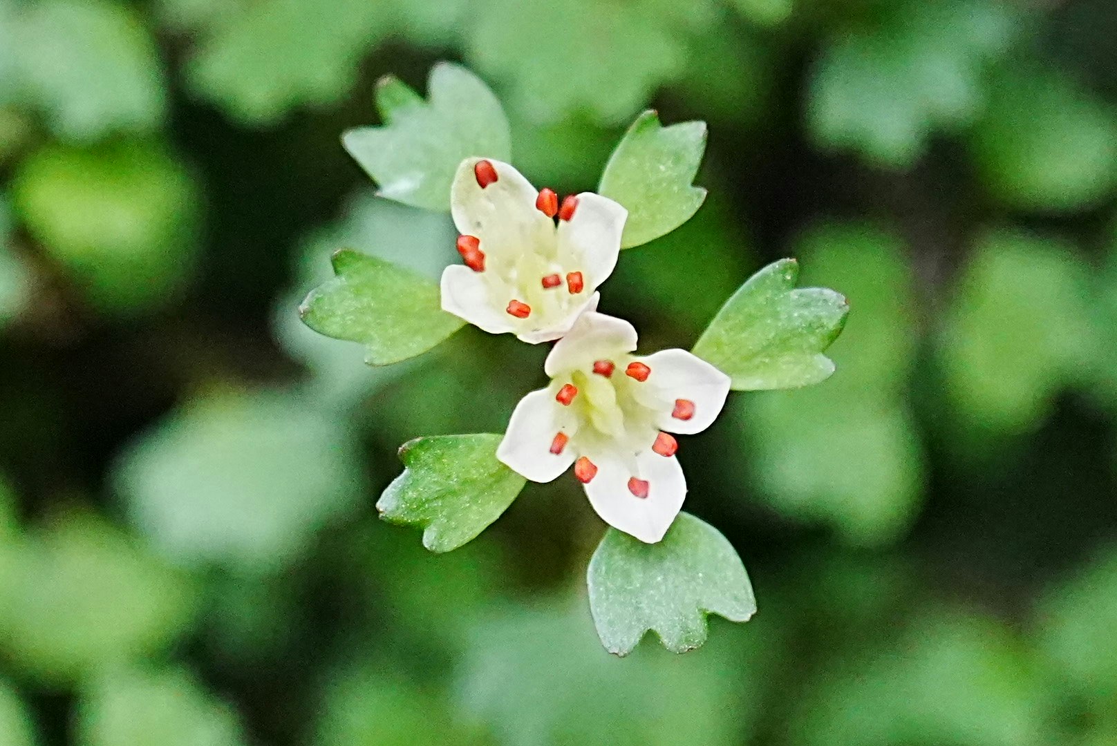 gros plan de petites fleurs blanches et de feuilles vertes