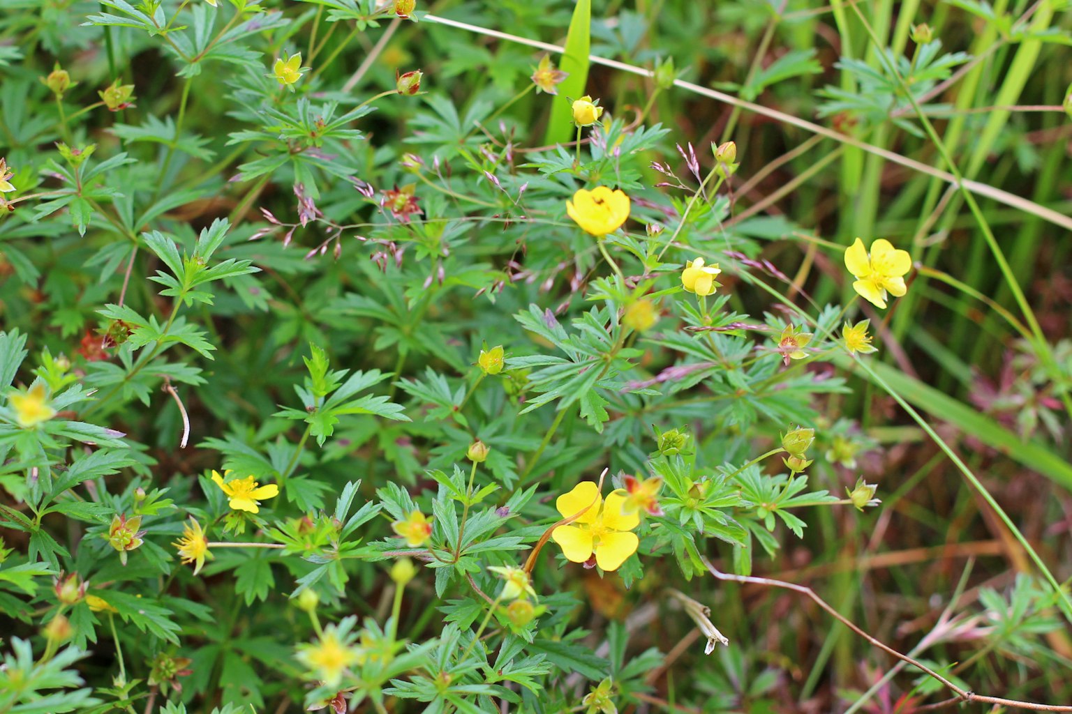 特写植物，黄花与绿叶相间