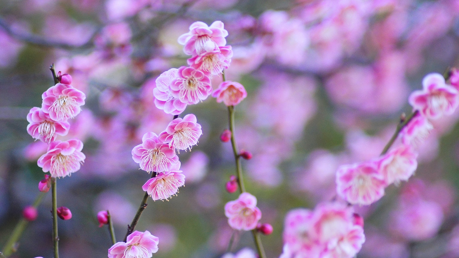 Gros plan de fleurs de prunier roses en fleurs