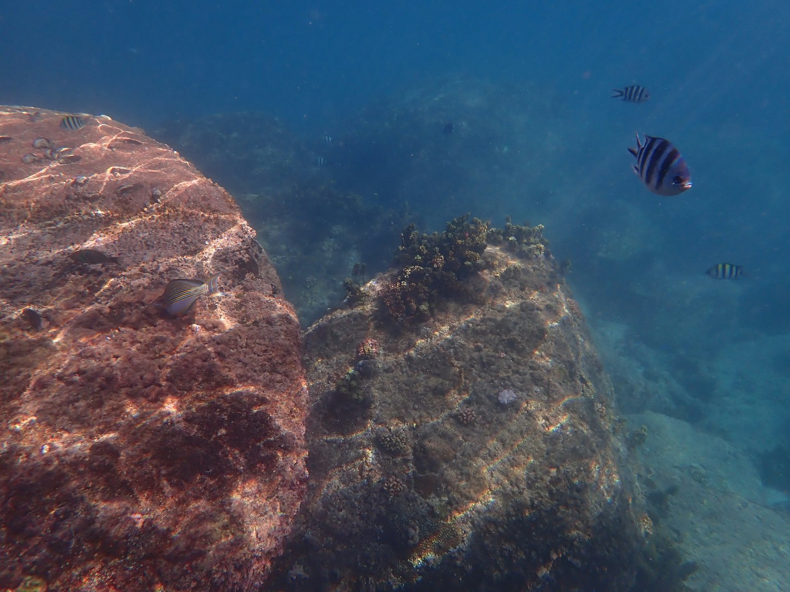 Escena submarina con rocas y un pez