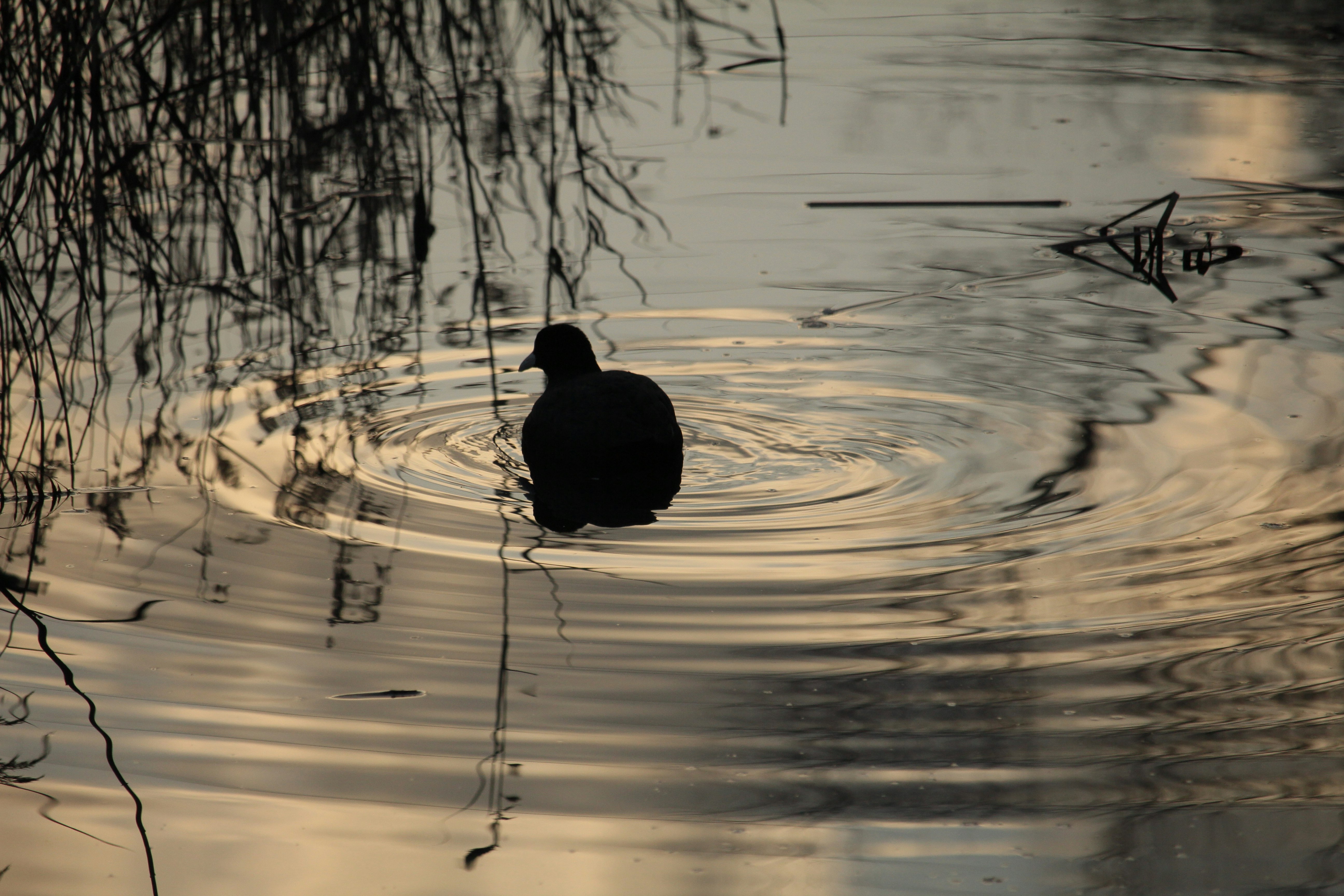 Silhouette of a black water bird floating on the water with ripples