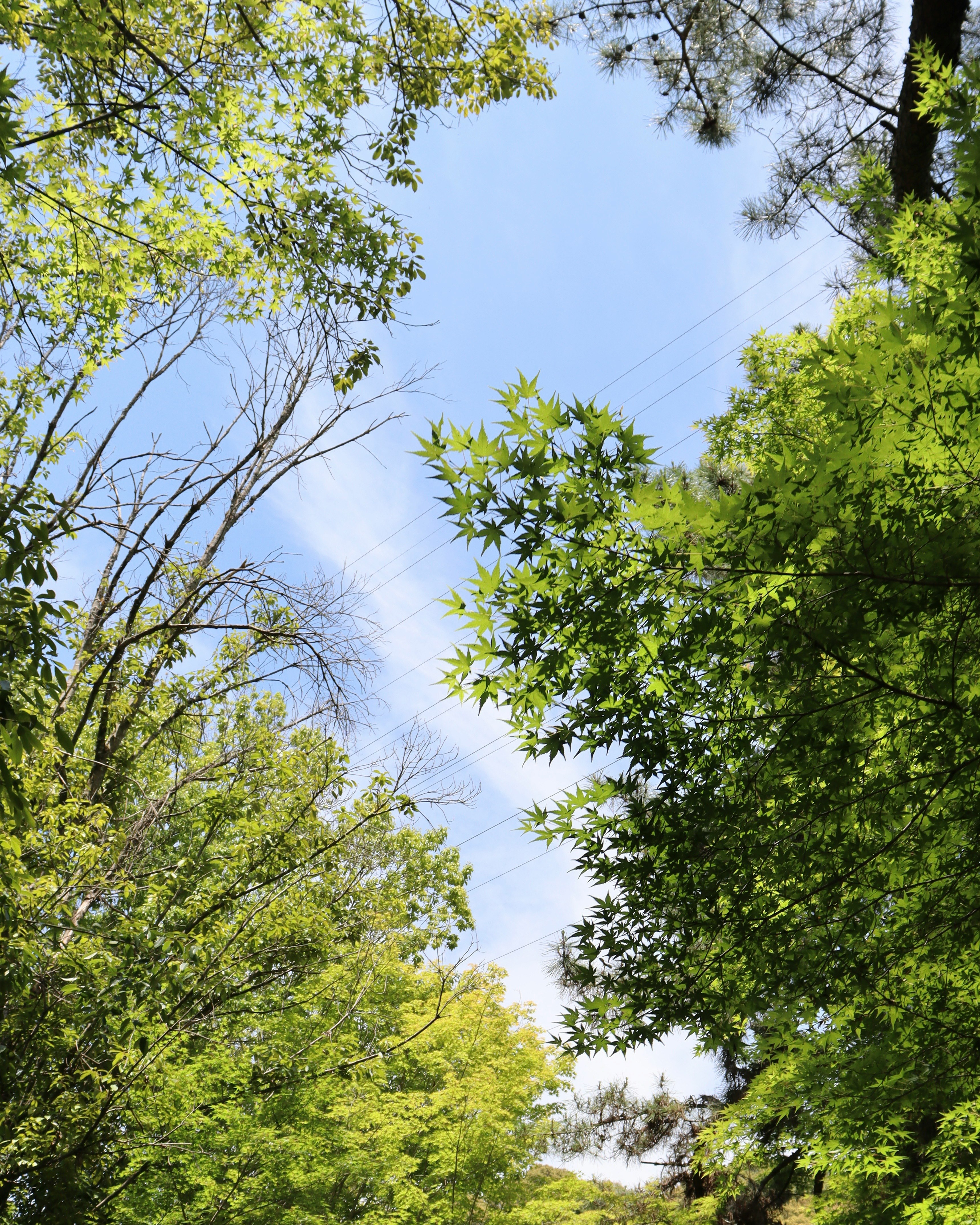 新緑の木々の間から見上げる青空
