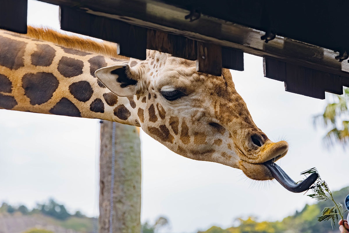 Girafe se nourrissant de feuilles à Adventure World