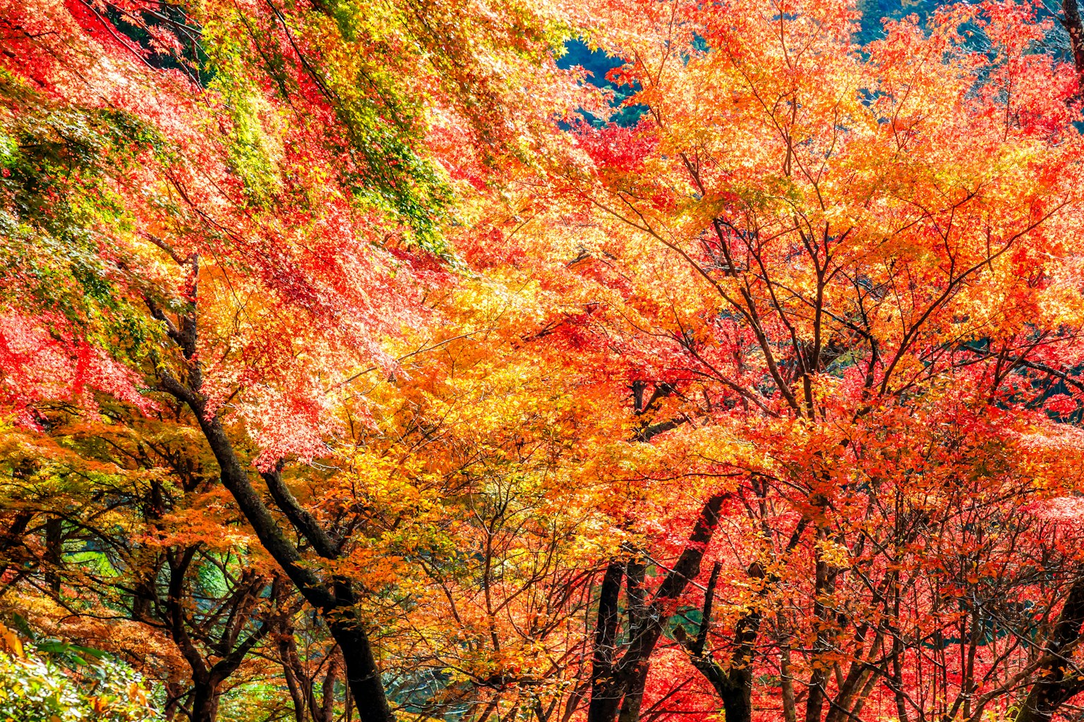 Feuillage d'automne vibrant avec des feuilles colorées