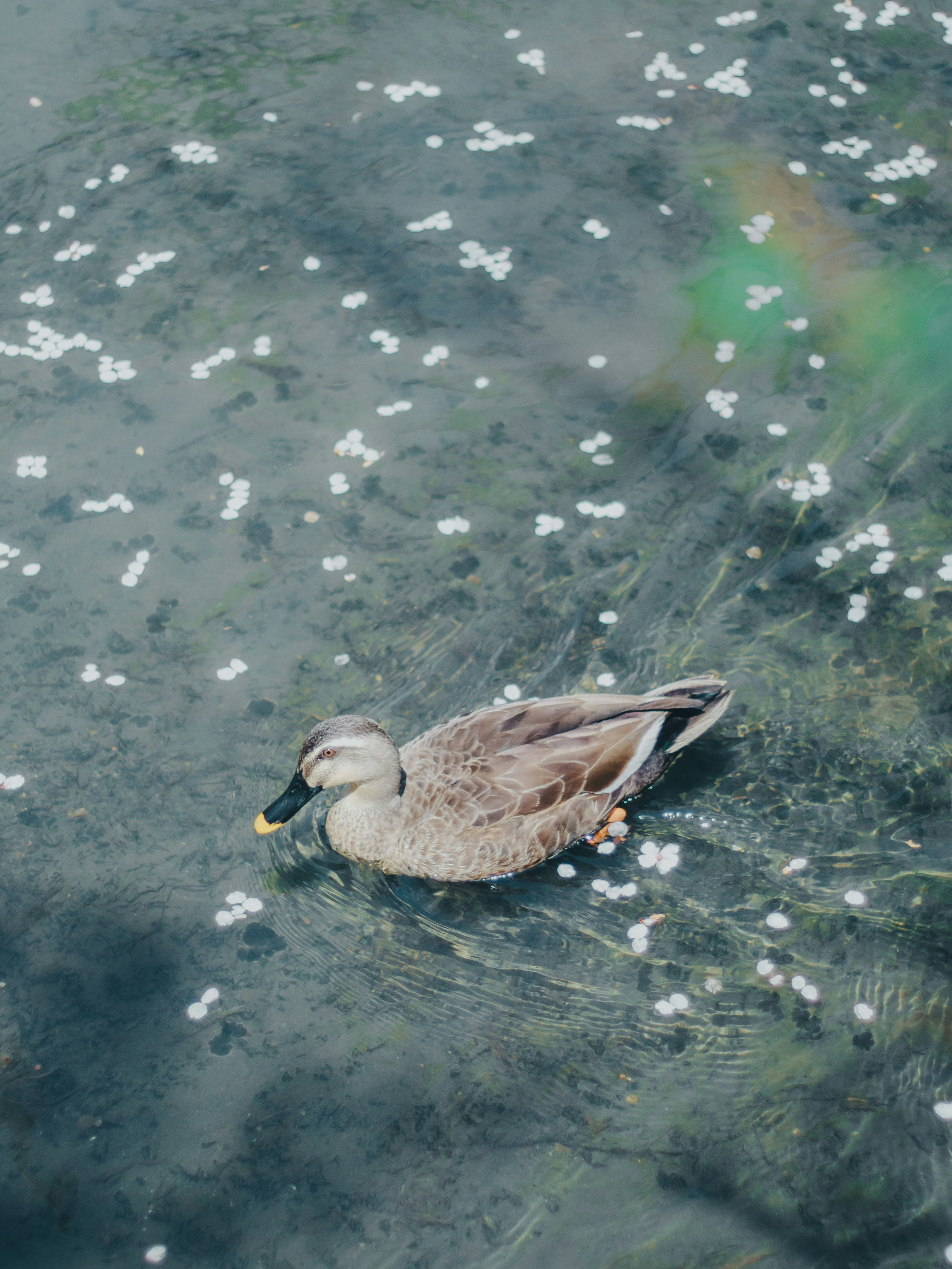 bebek mengapung di kolam dengan tanaman air