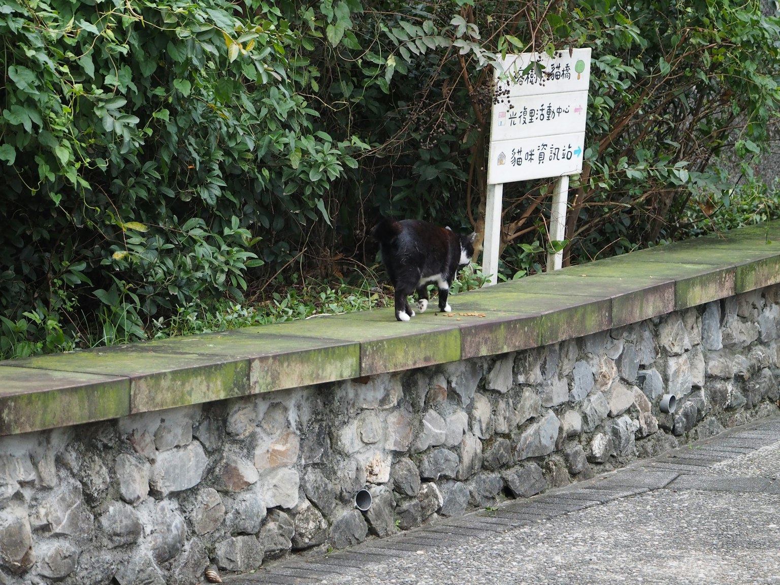Cane nero che cammina lungo un muro di pietra con sfondo verde