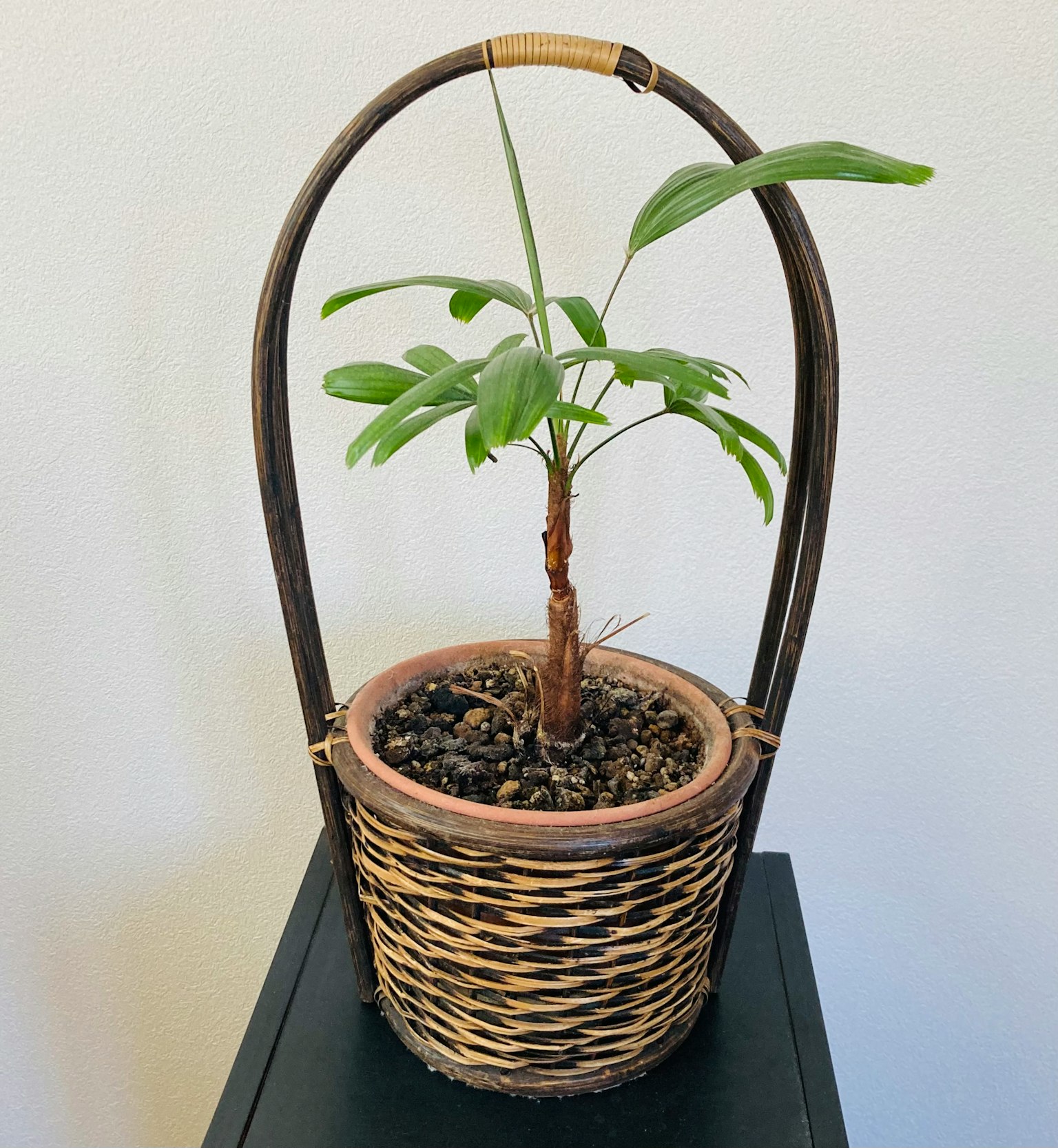 Petite plante d'intérieur dans un panier en osier