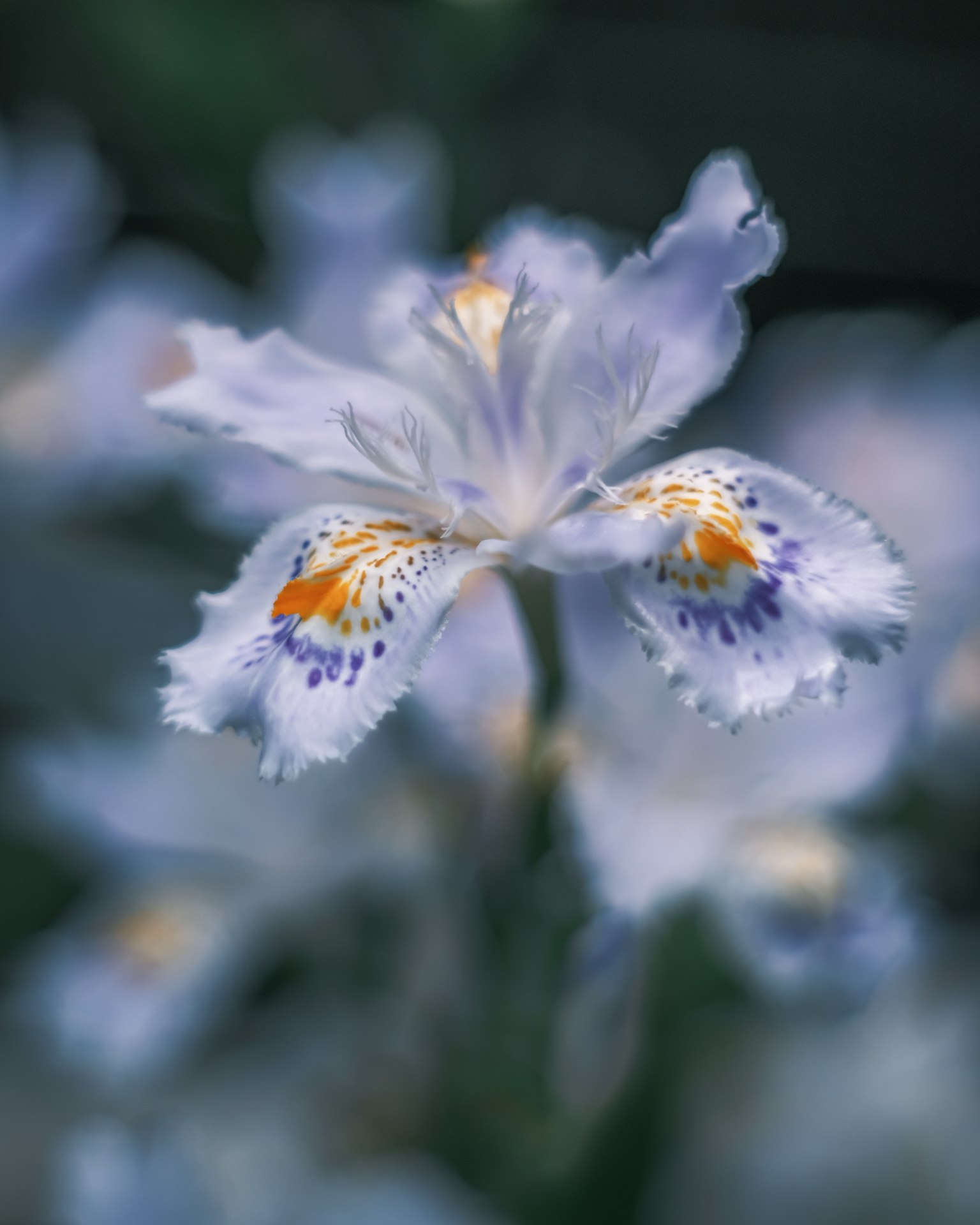 Beautiful flower with white petals featuring orange and purple spots