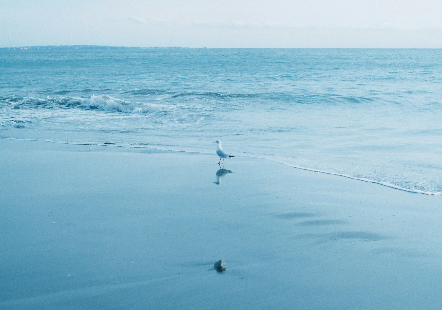 นกนางนวลยืนอยู่บนชายหาดที่เงียบสงบพร้อมกับคลื่นที่นุ่มนวล