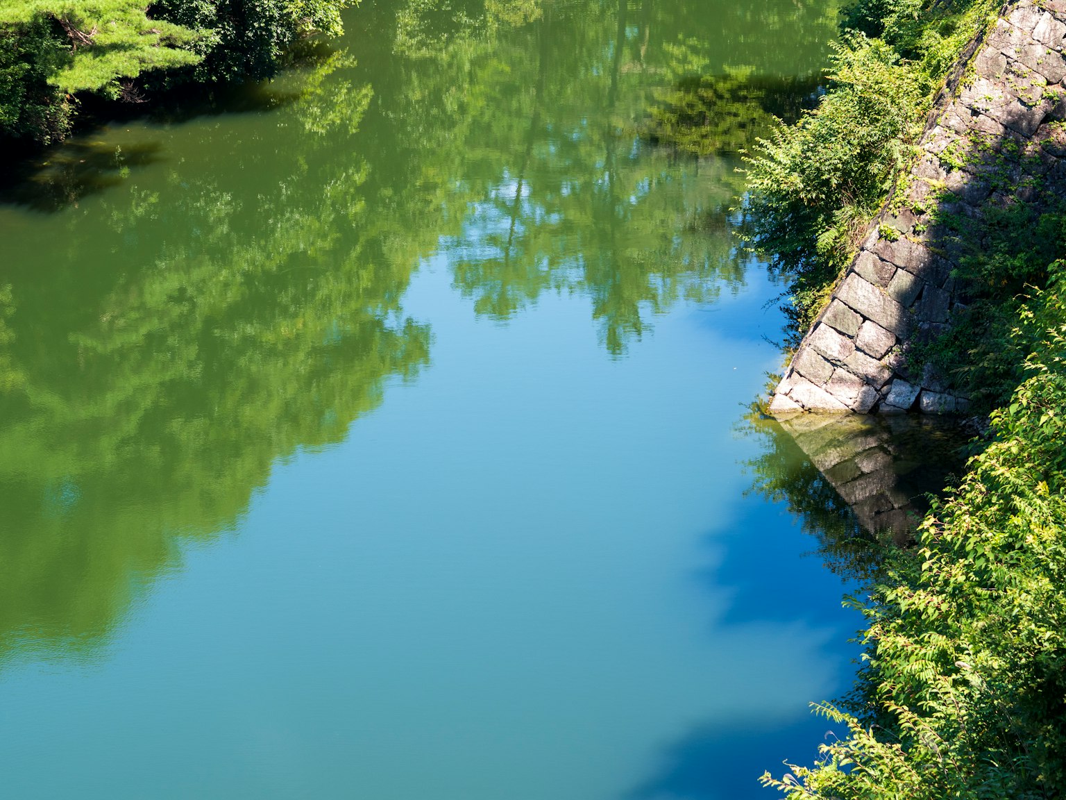 Scène de rivière sereine entourée de plantes vertes luxuriantes reflets des arbres sur la surface de l'eau