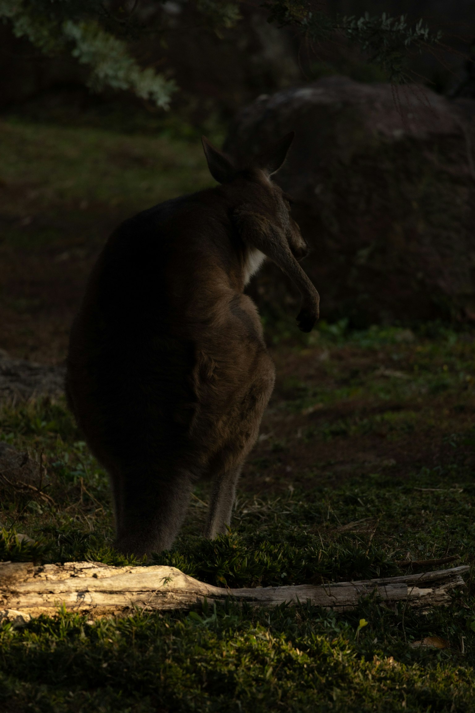 Silhouette di un canguro di spalle in una foresta scura