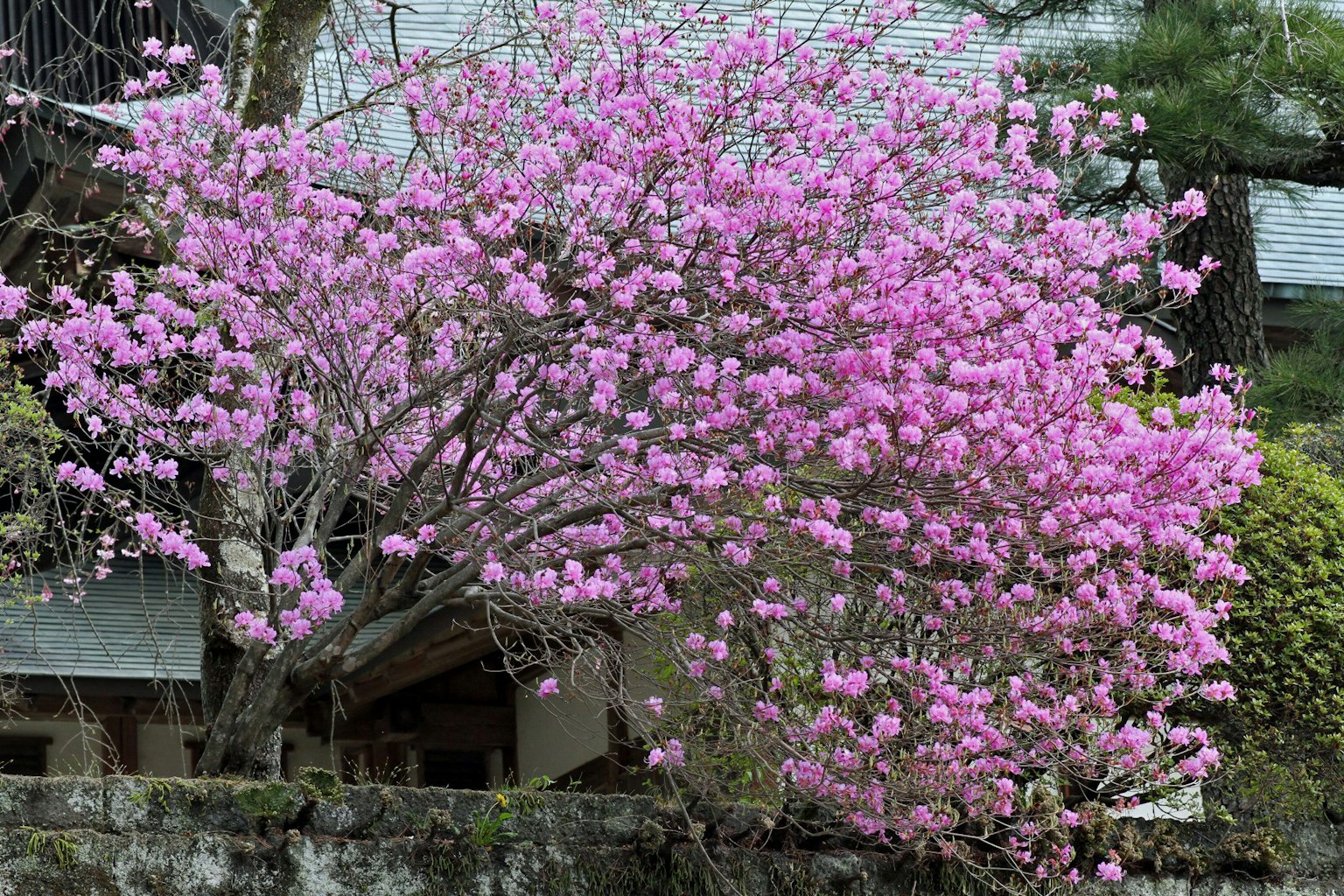 一棵盛開粉色花朵的美麗樹木