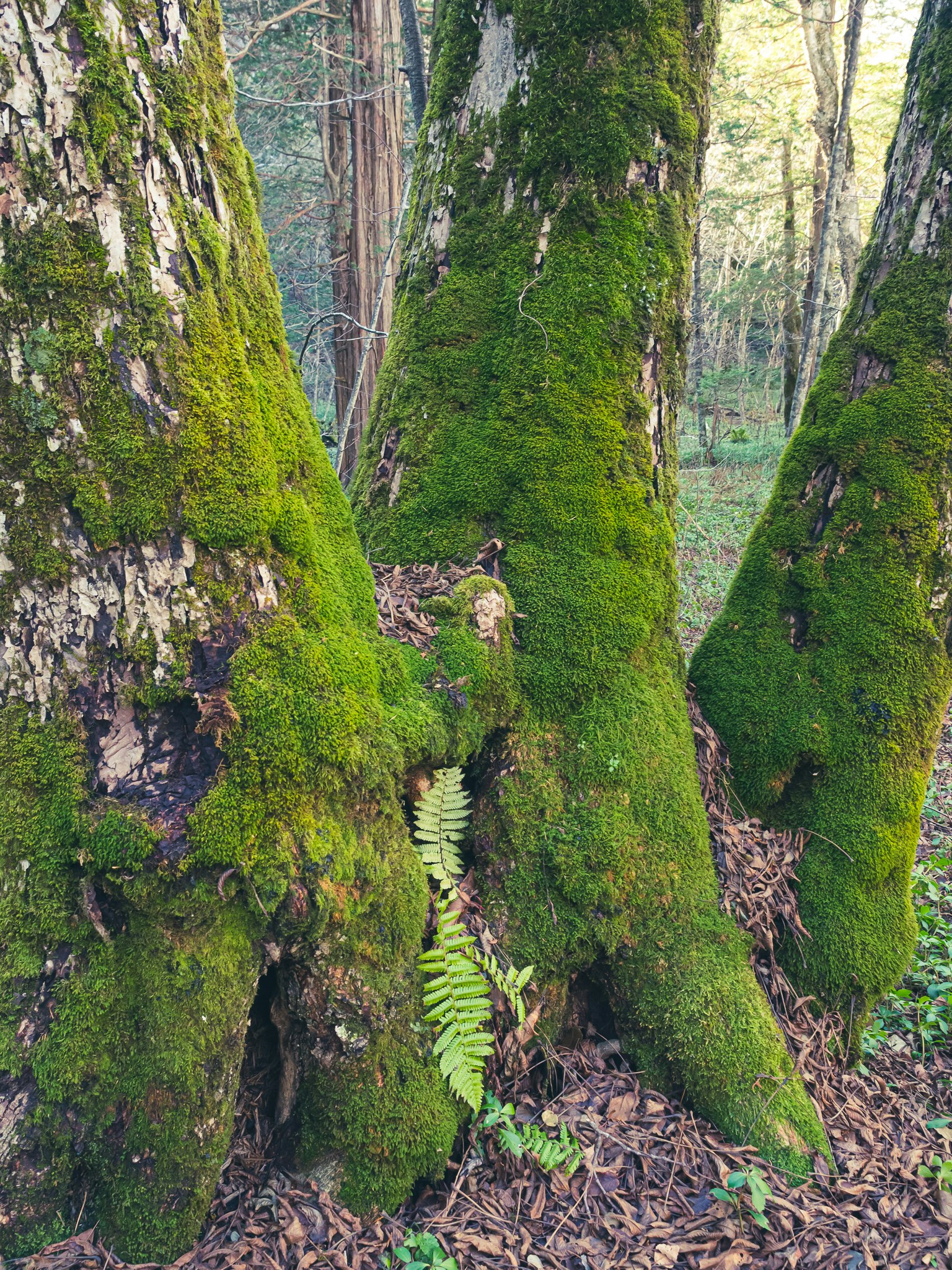 Troncos de árboles cubiertos de musgo con plantas de helecho verdes en un entorno forestal