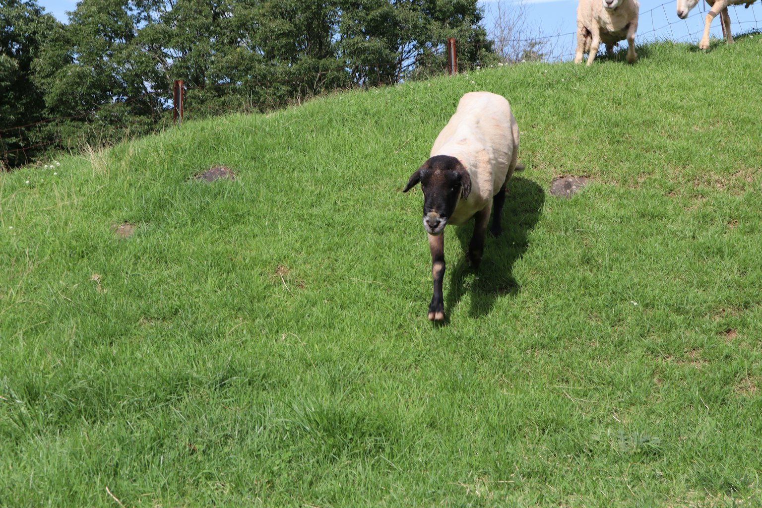 Un mouton à face noire descendant une colline verte