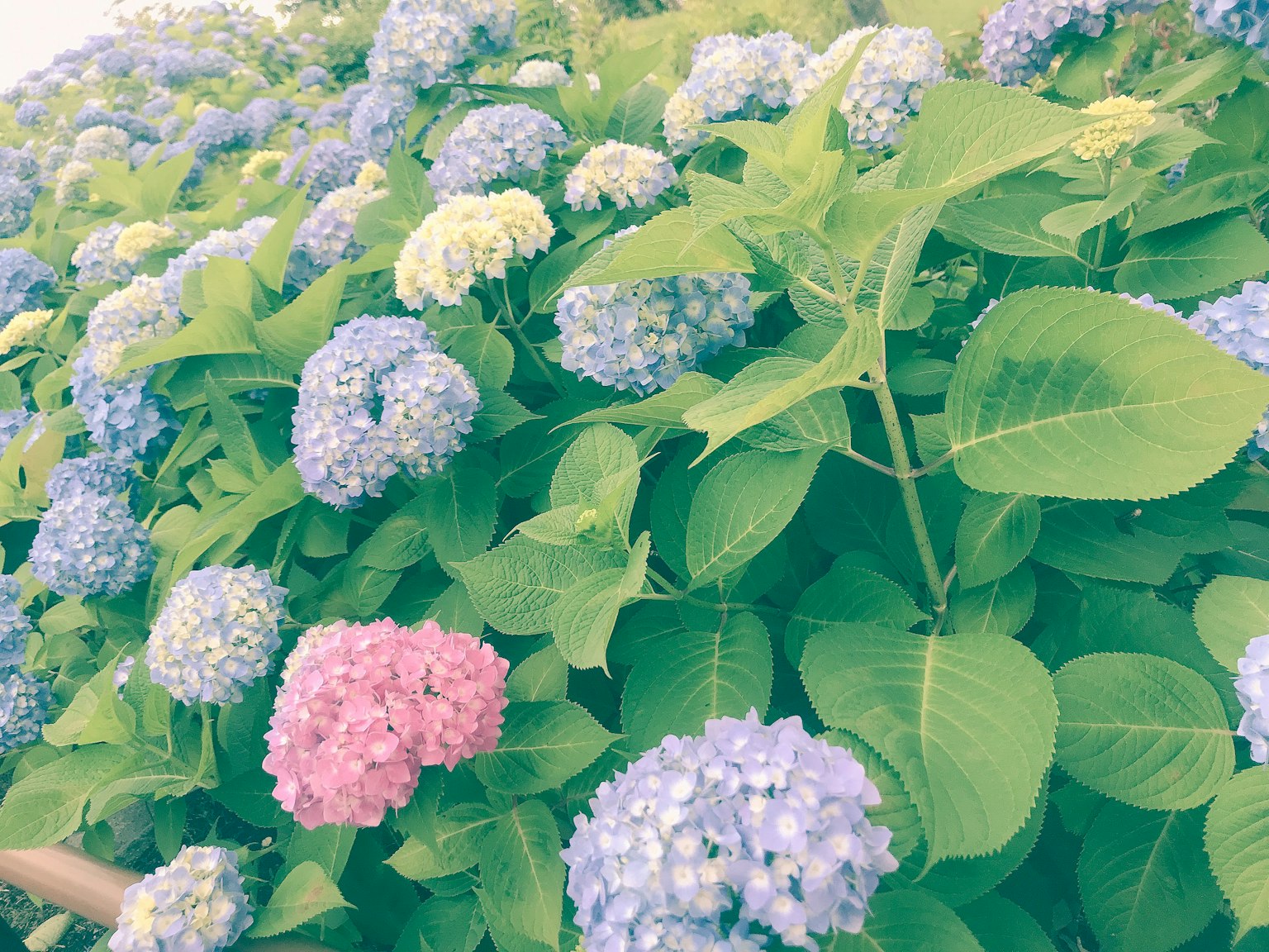 푸른 잎 사이에 피어있는 다채로운 수국