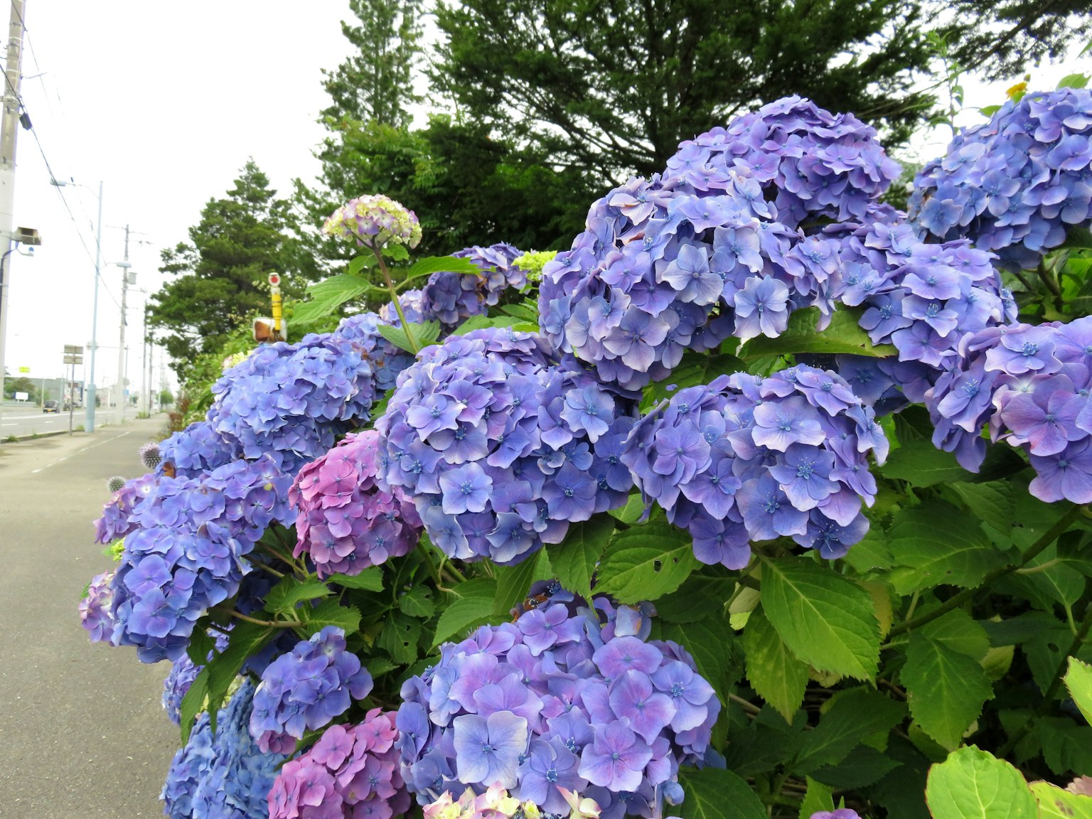 Gros plan de fleurs d'hortensia violettes en fleurs