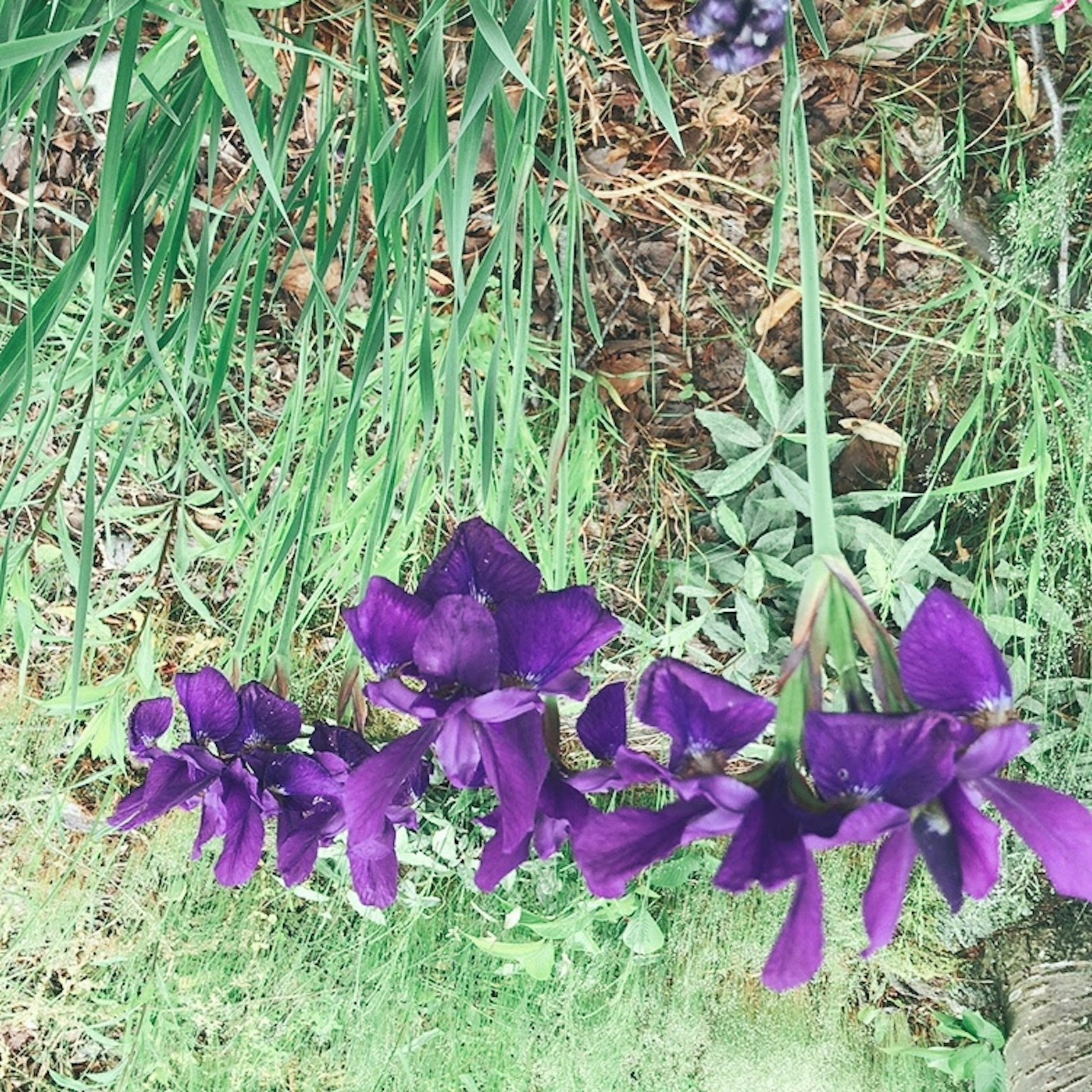 Fiori viola che fioriscono tra foglie verdi e sfondo di terra