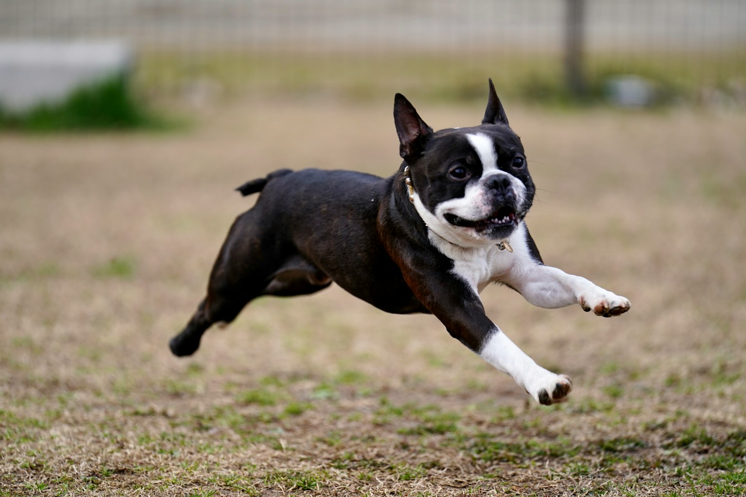 Ein Boston Terrier Hund springt über Gras in einem freudigen Lauf