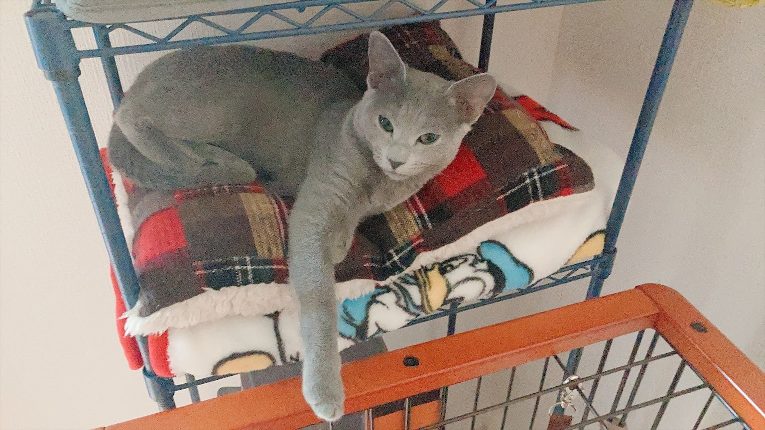 Gray cat lounging on a shelf with a cozy blanket
