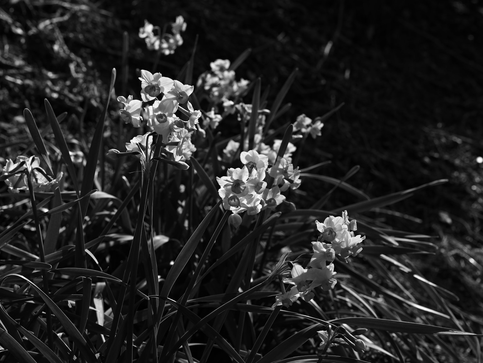 Black and white photo of white flowers blooming in a grassy area