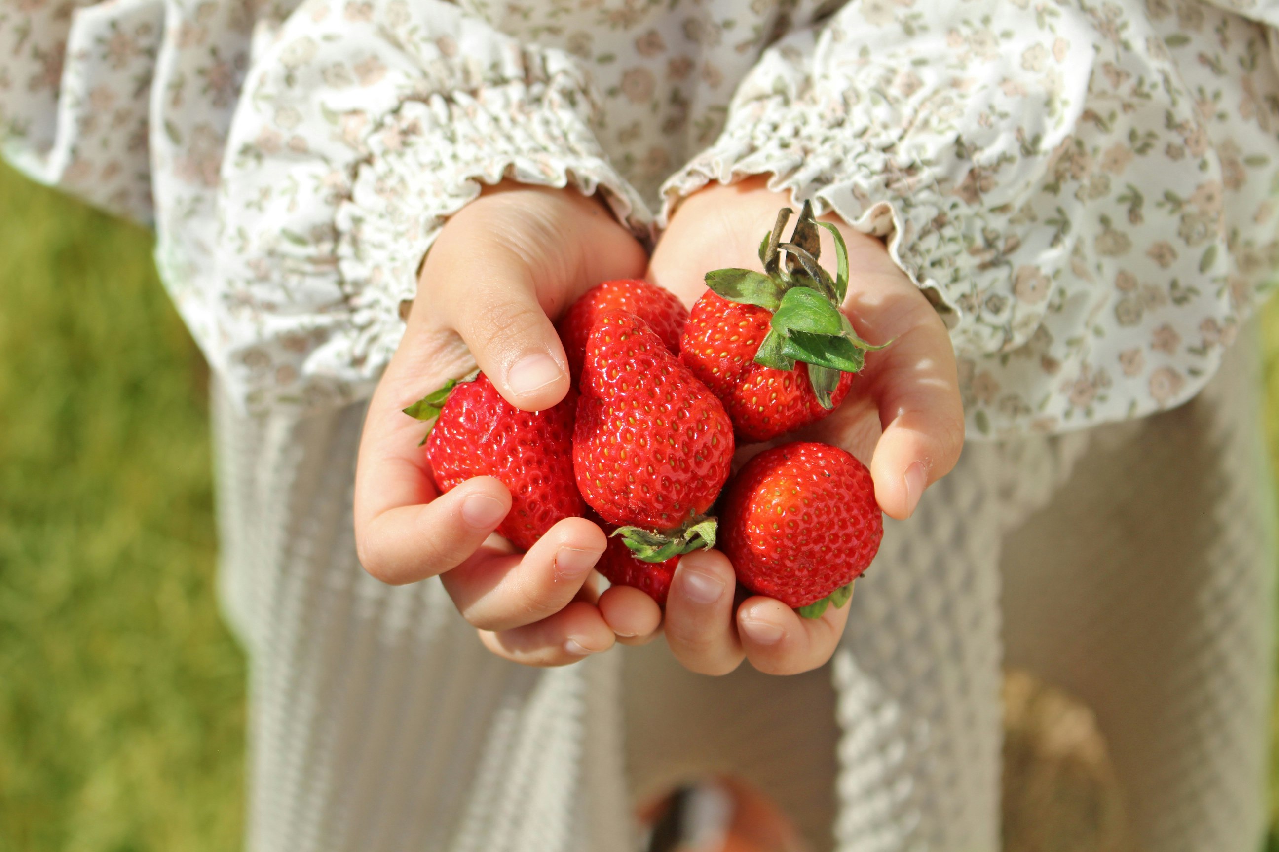 Child's hands holding several fresh strawberries