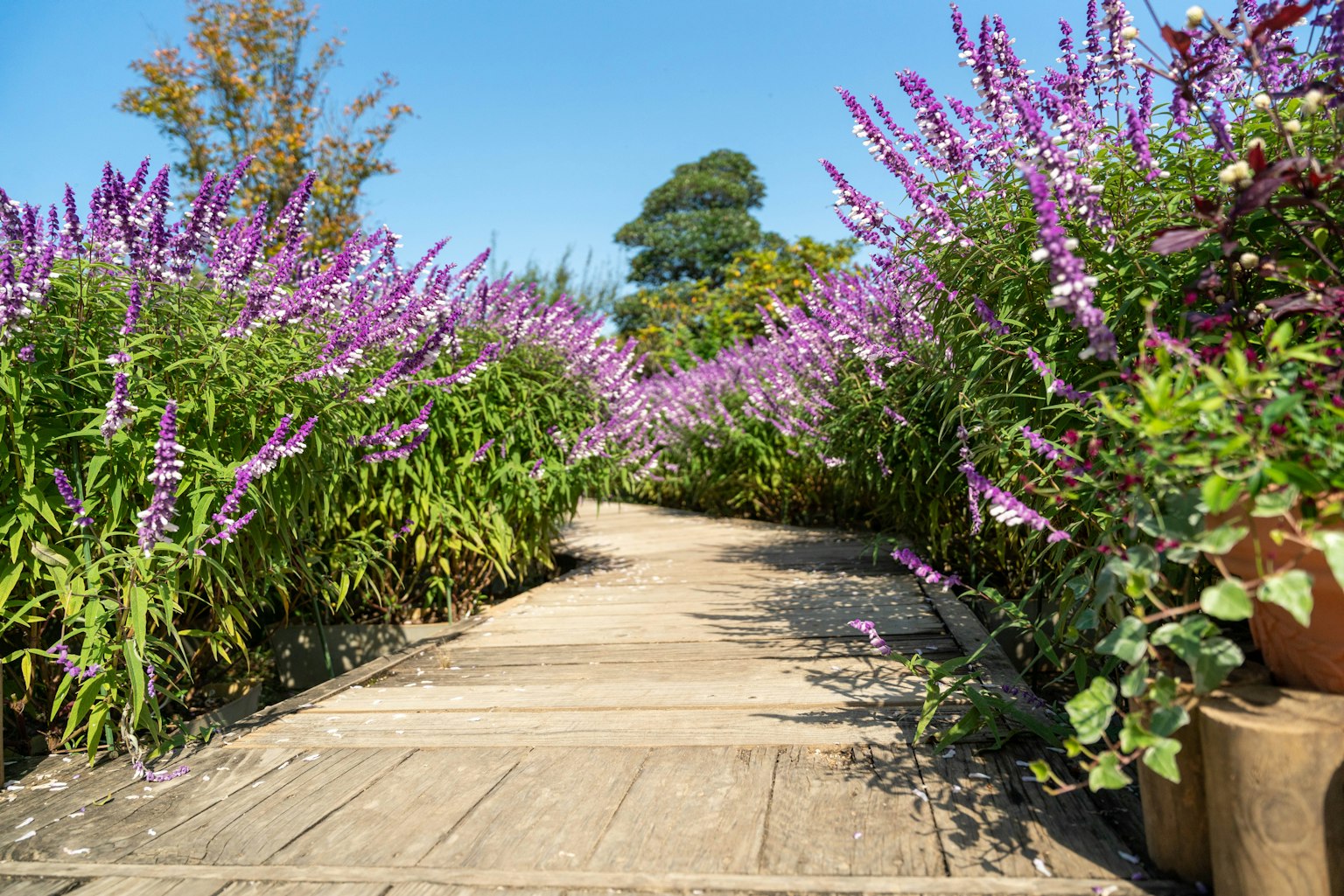 Sentier en bois entouré de fleurs violettes