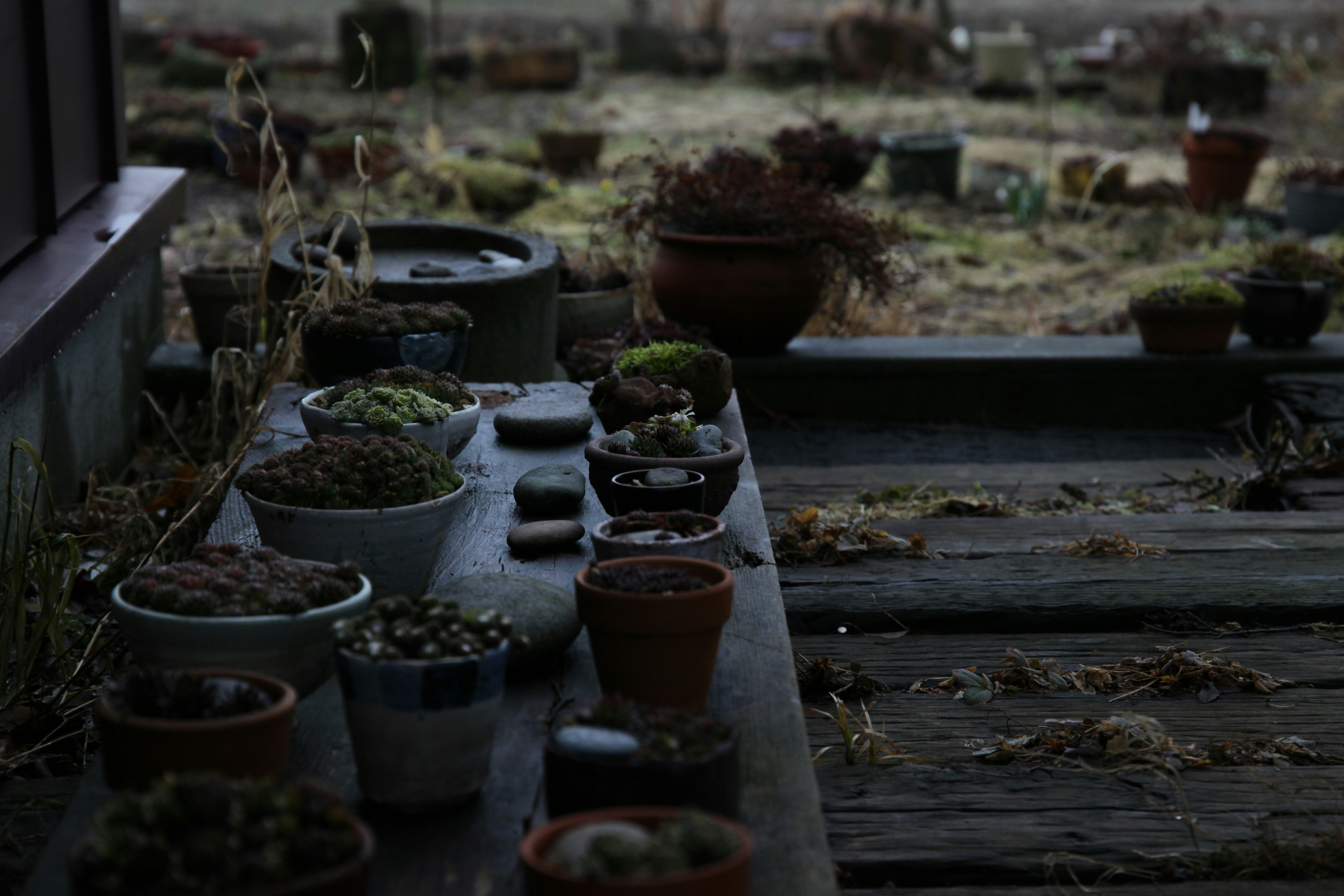 枯れた鉢植えが並ぶ屋外の小さな庭