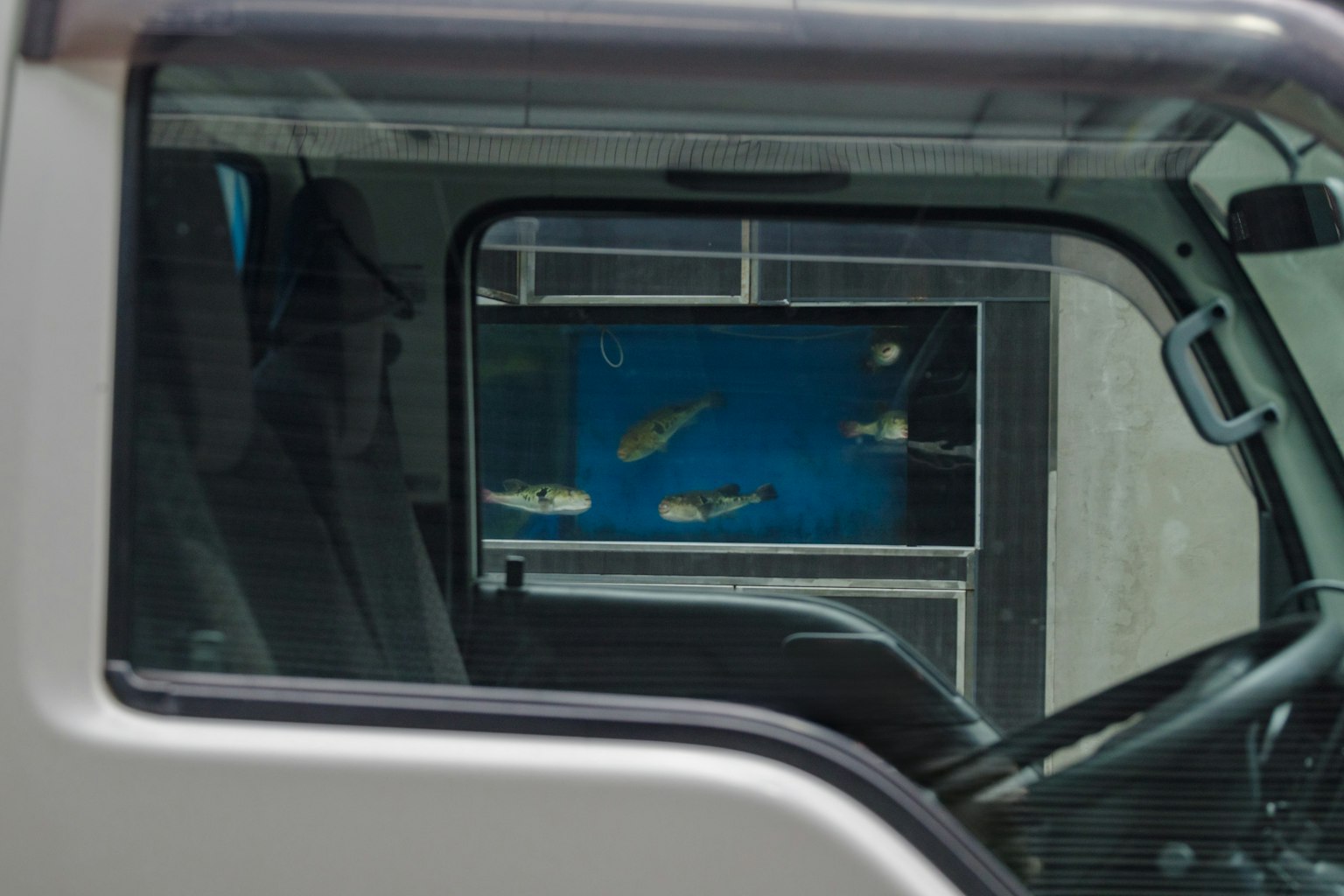Fische schwimmen in einem Aquarium, sichtbar durch ein Truckfenster