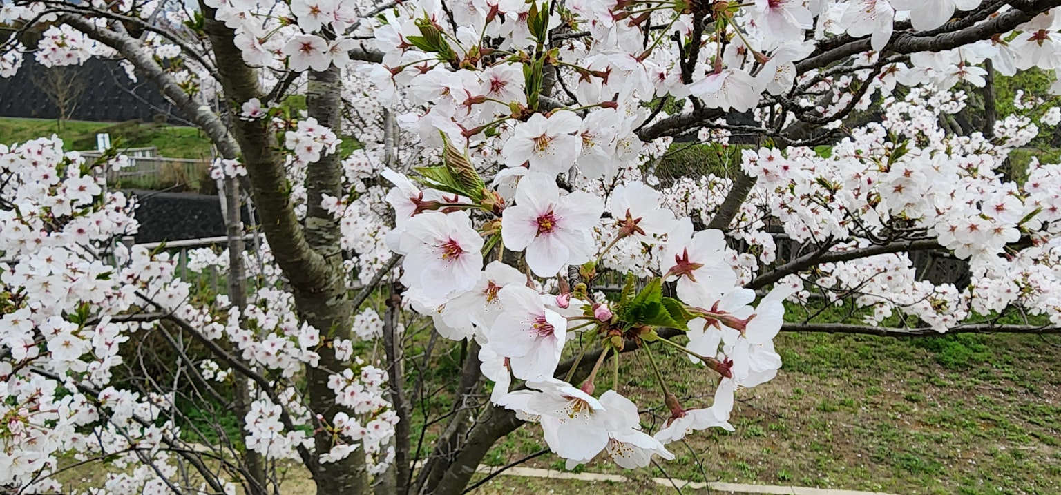 Nahaufnahme von Kirschblüten an einem Baum