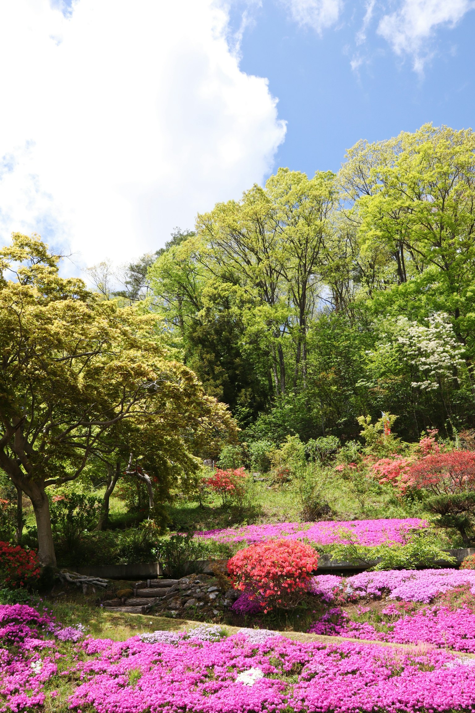 Paysage de jardin magnifique avec des arbres verts et des fleurs colorées