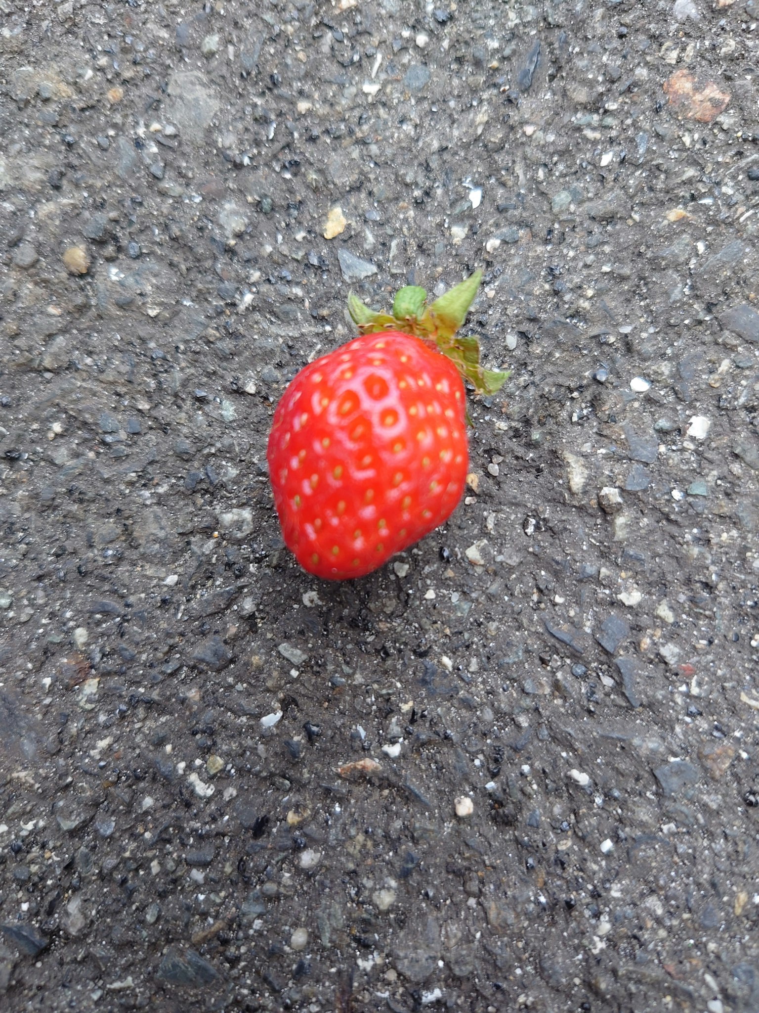 一顆紅色草莓放在瀝青上