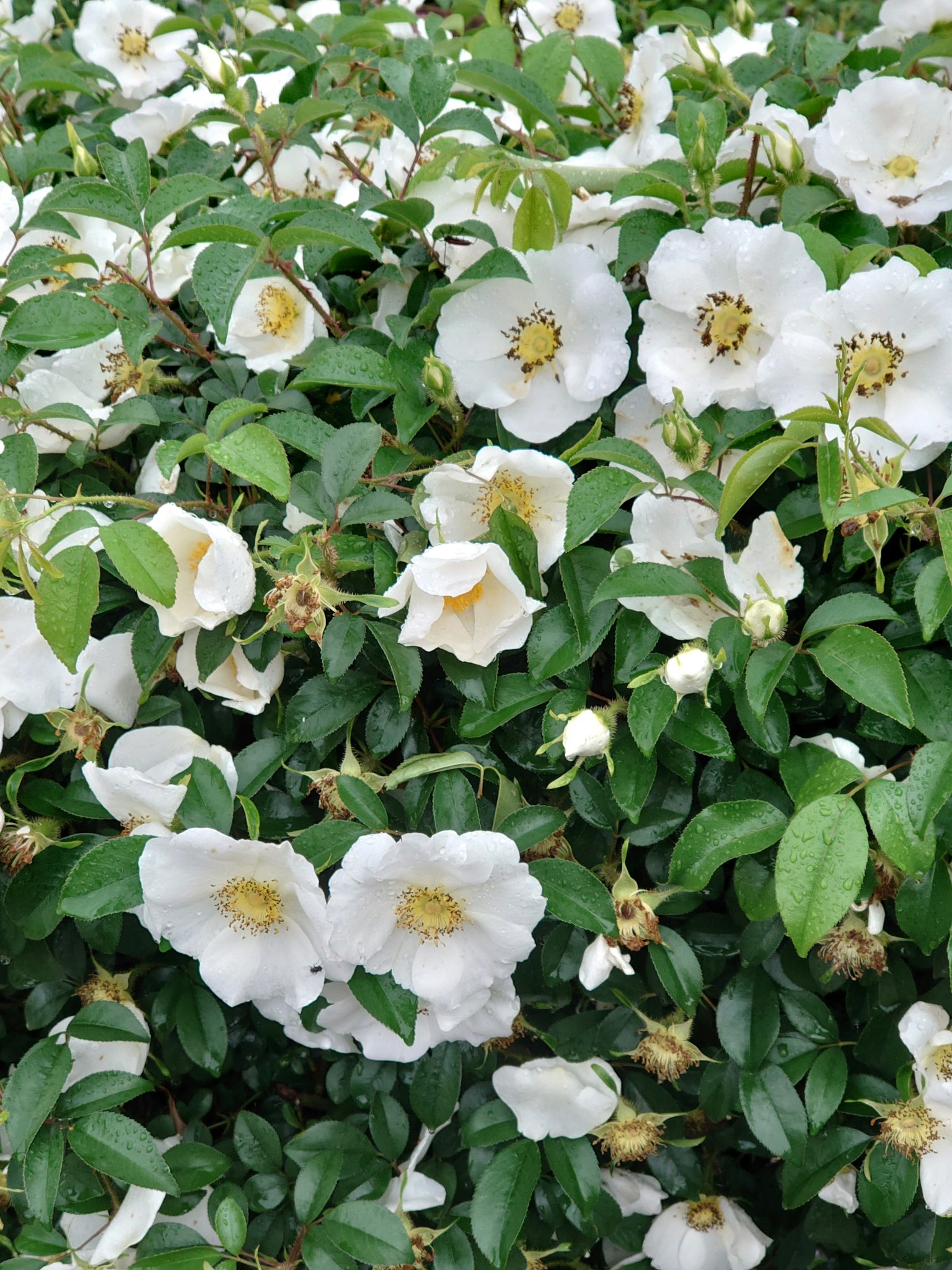 Un buisson avec des fleurs blanches et des feuilles vertes